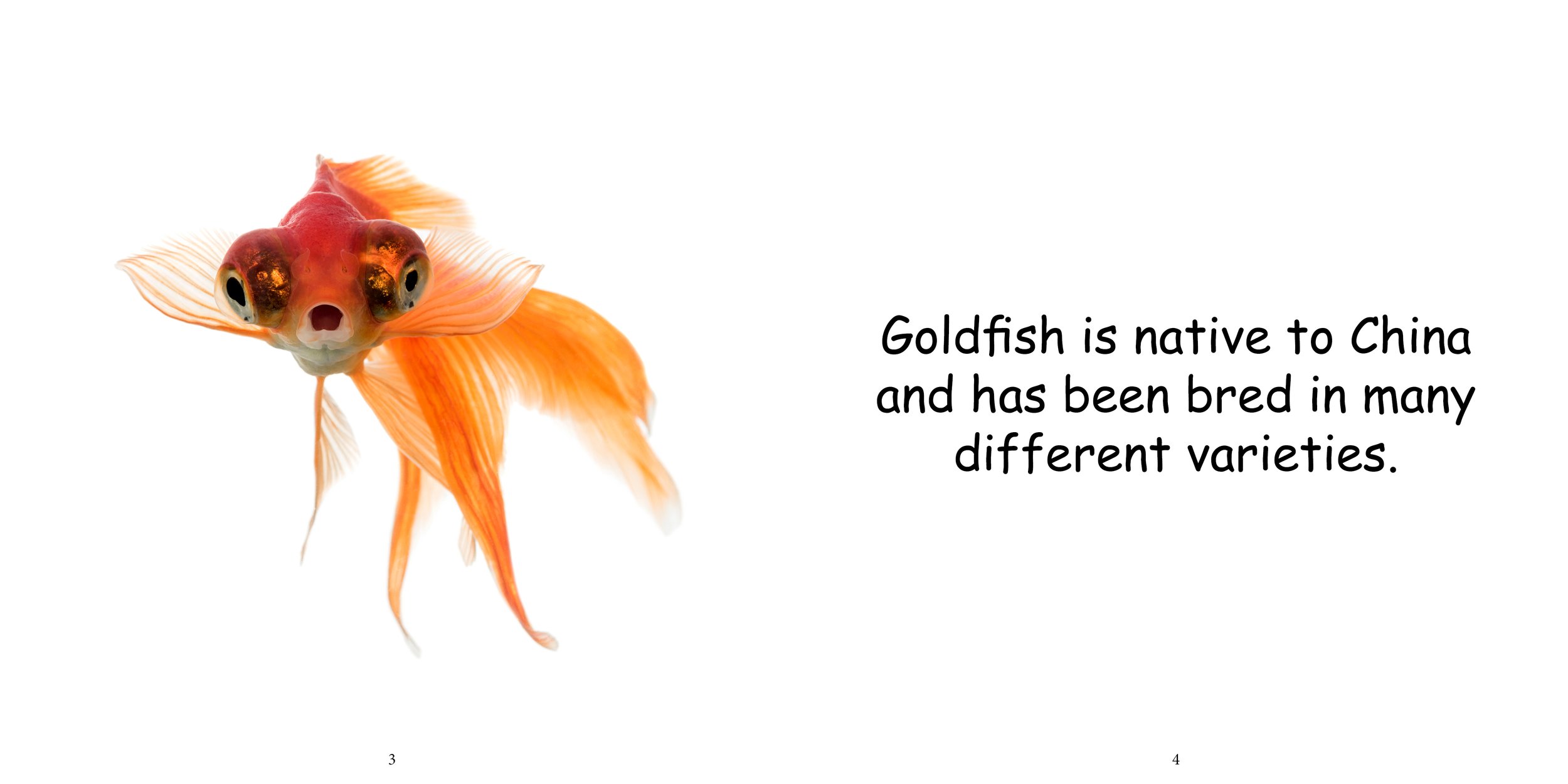 Everything about Goldfish6.jpg