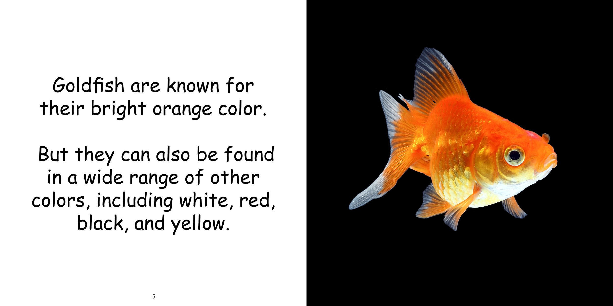 Everything about Goldfish7.jpg
