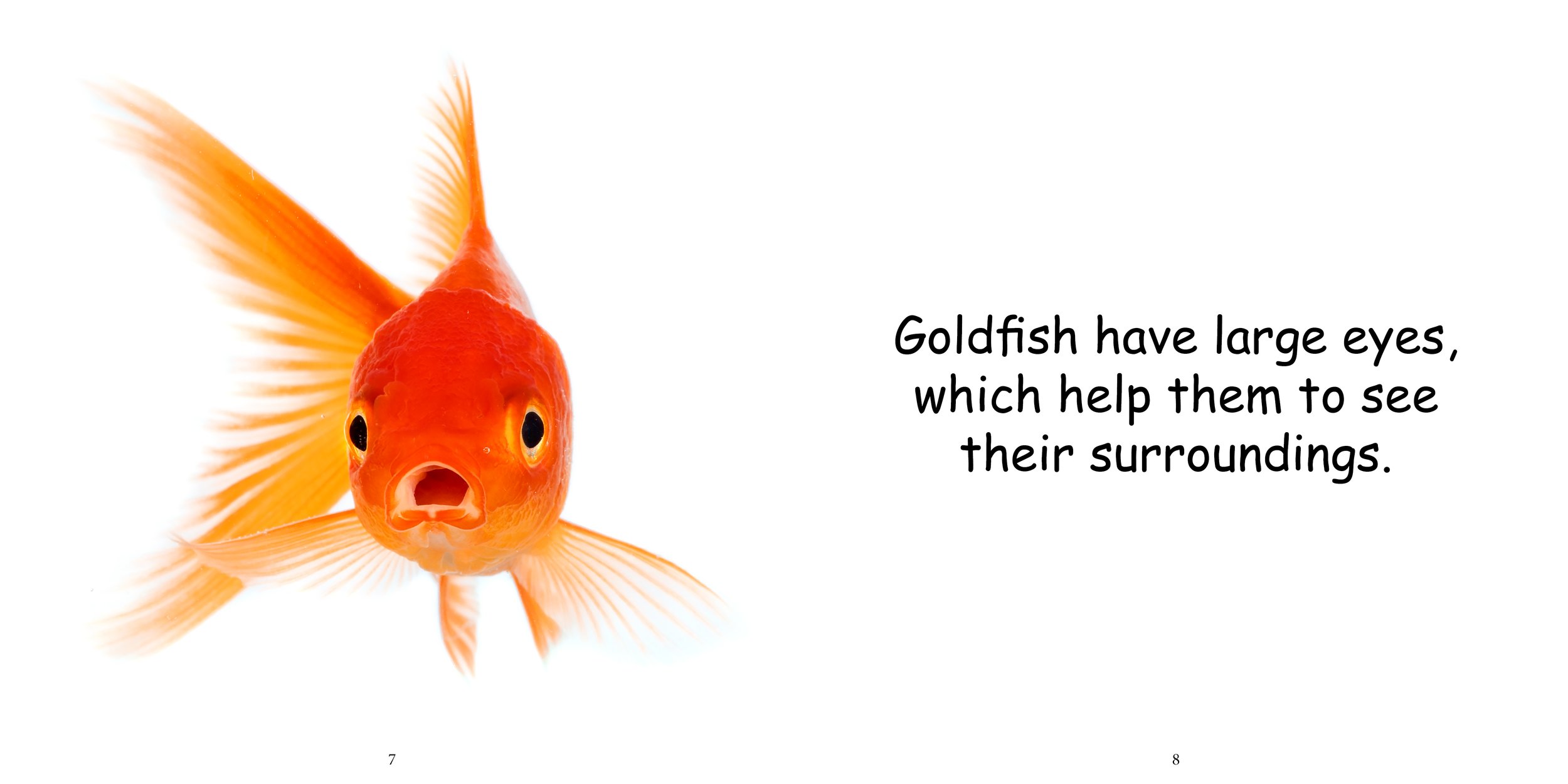 Everything about Goldfish8.jpg