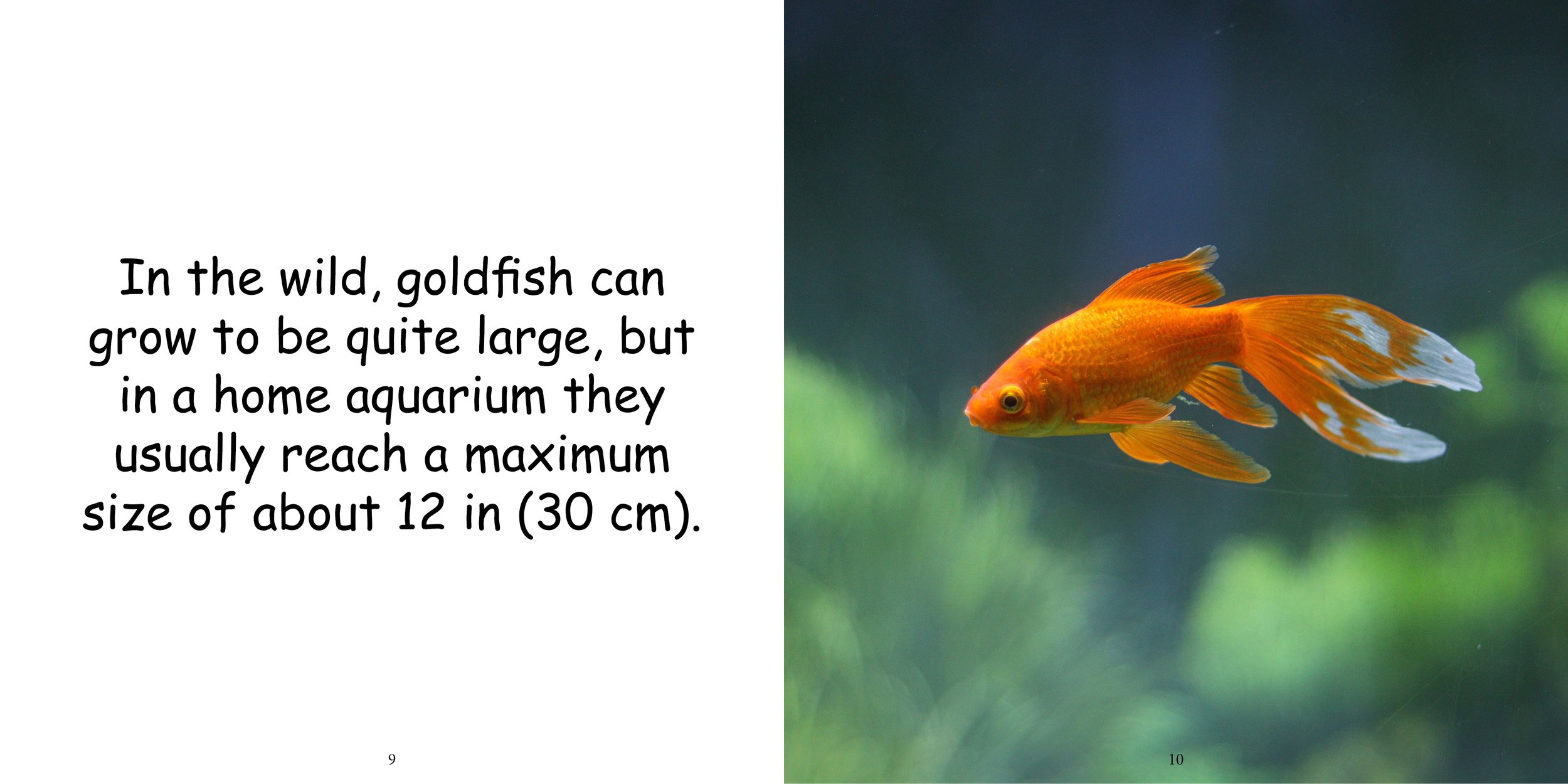 Everything about Goldfish9.jpg