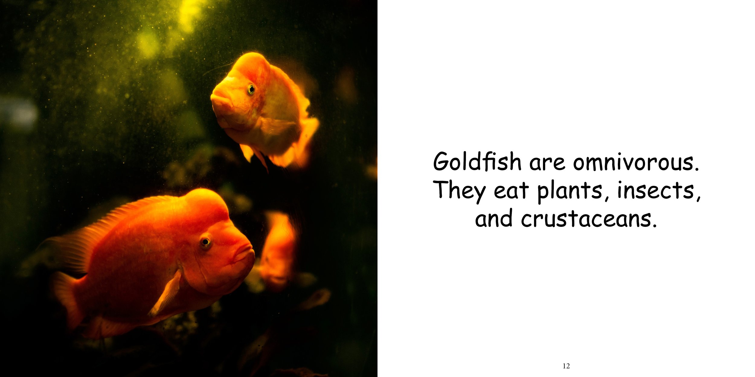 Everything about Goldfish10.jpg