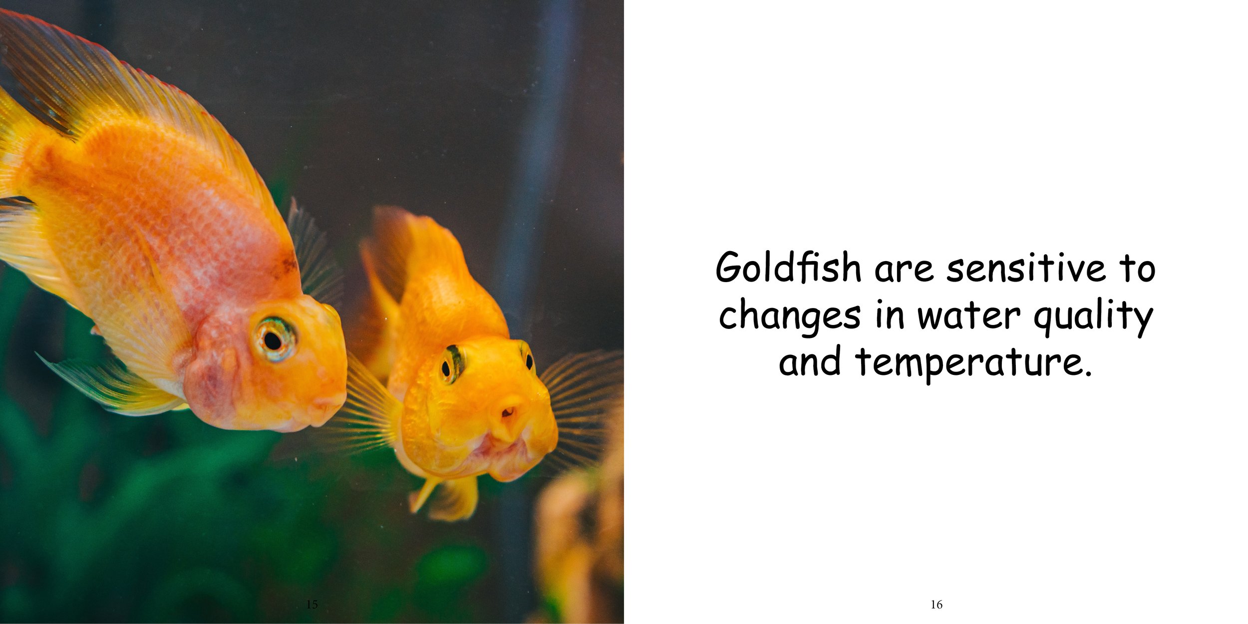 Everything about Goldfish12.jpg