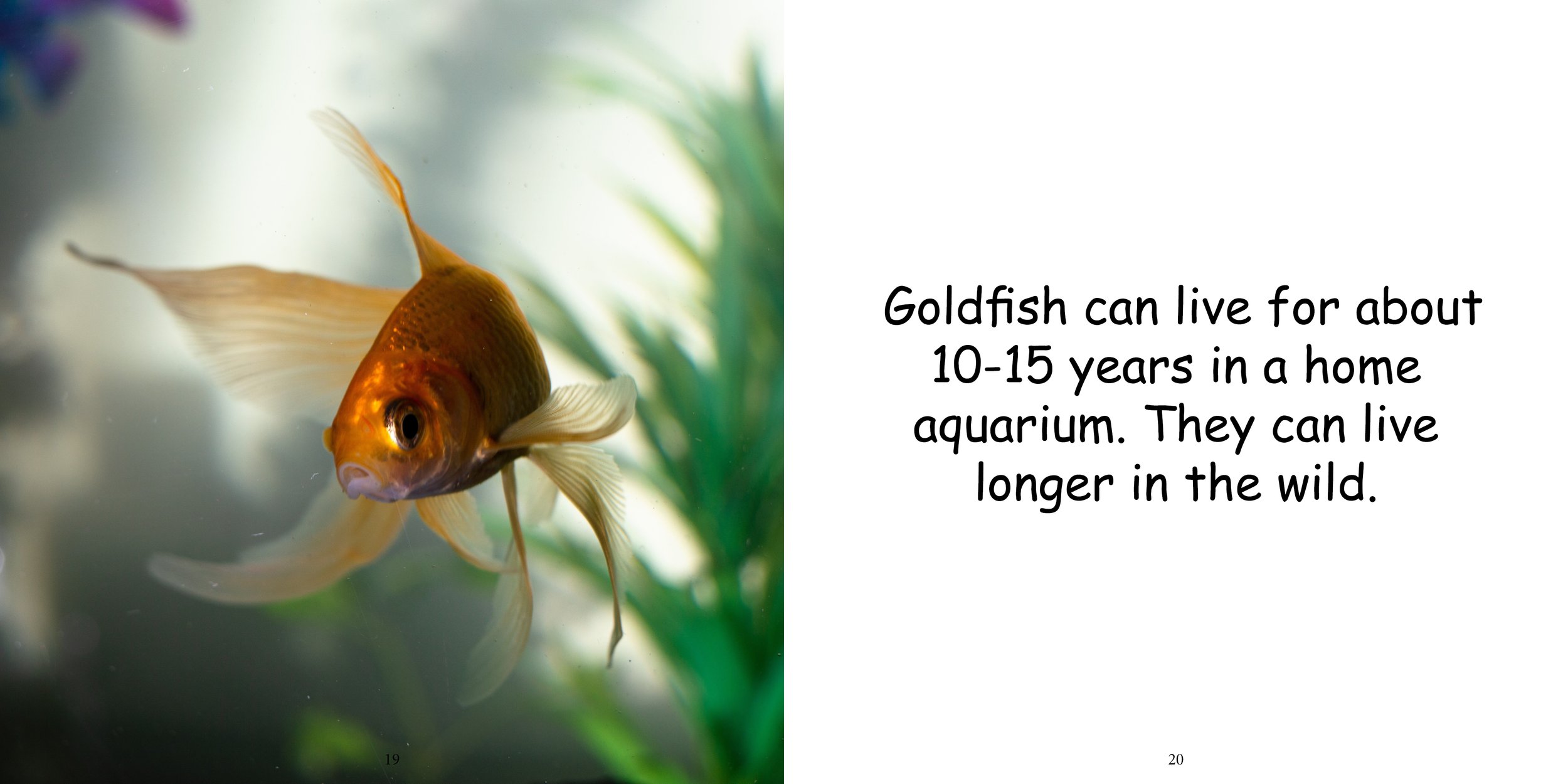 Everything about Goldfish14.jpg