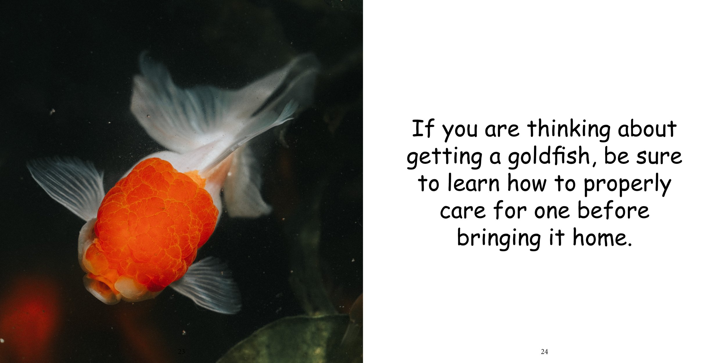 Everything about Goldfish16.jpg
