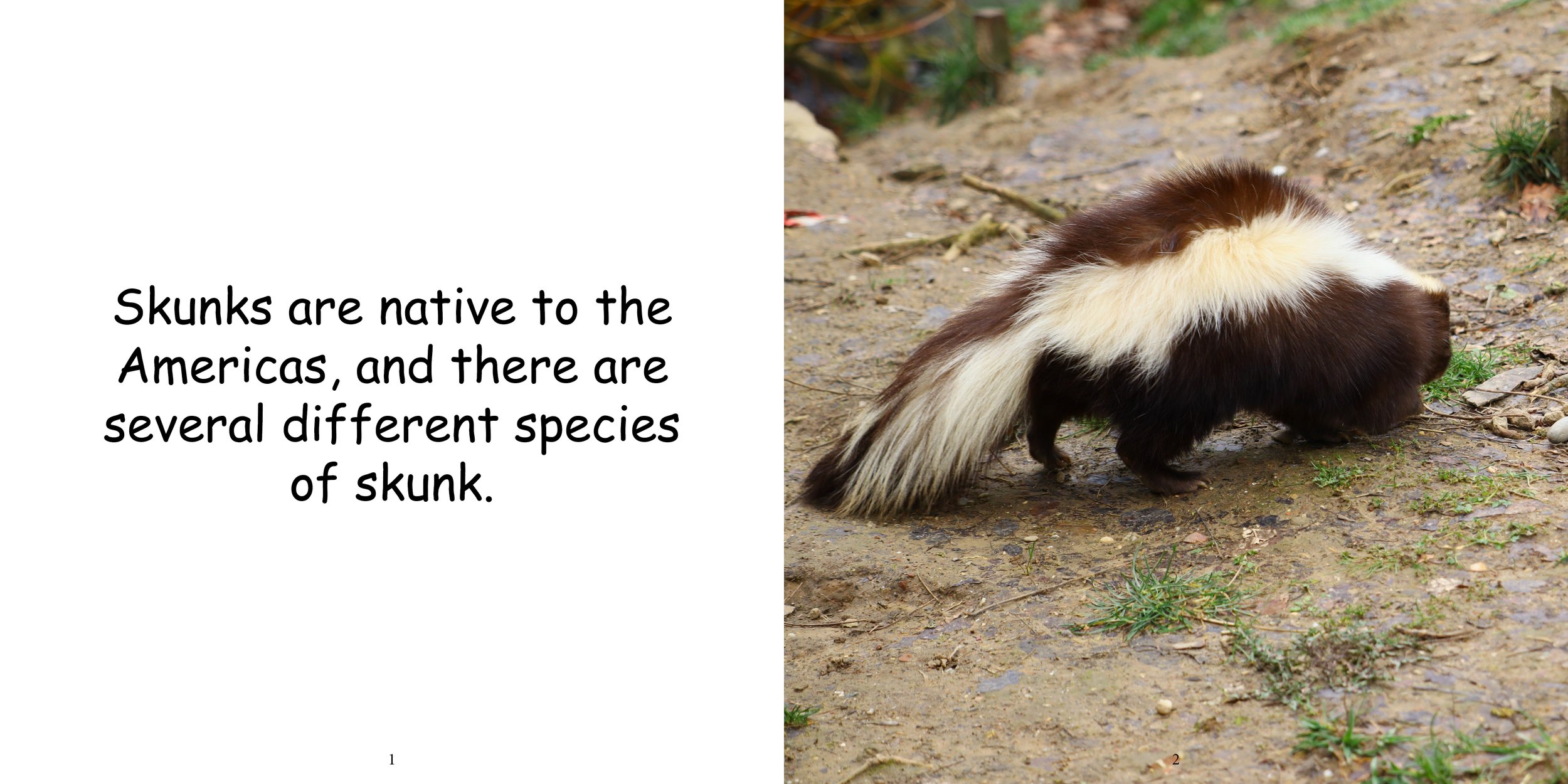 Everything about Skunks5.jpg