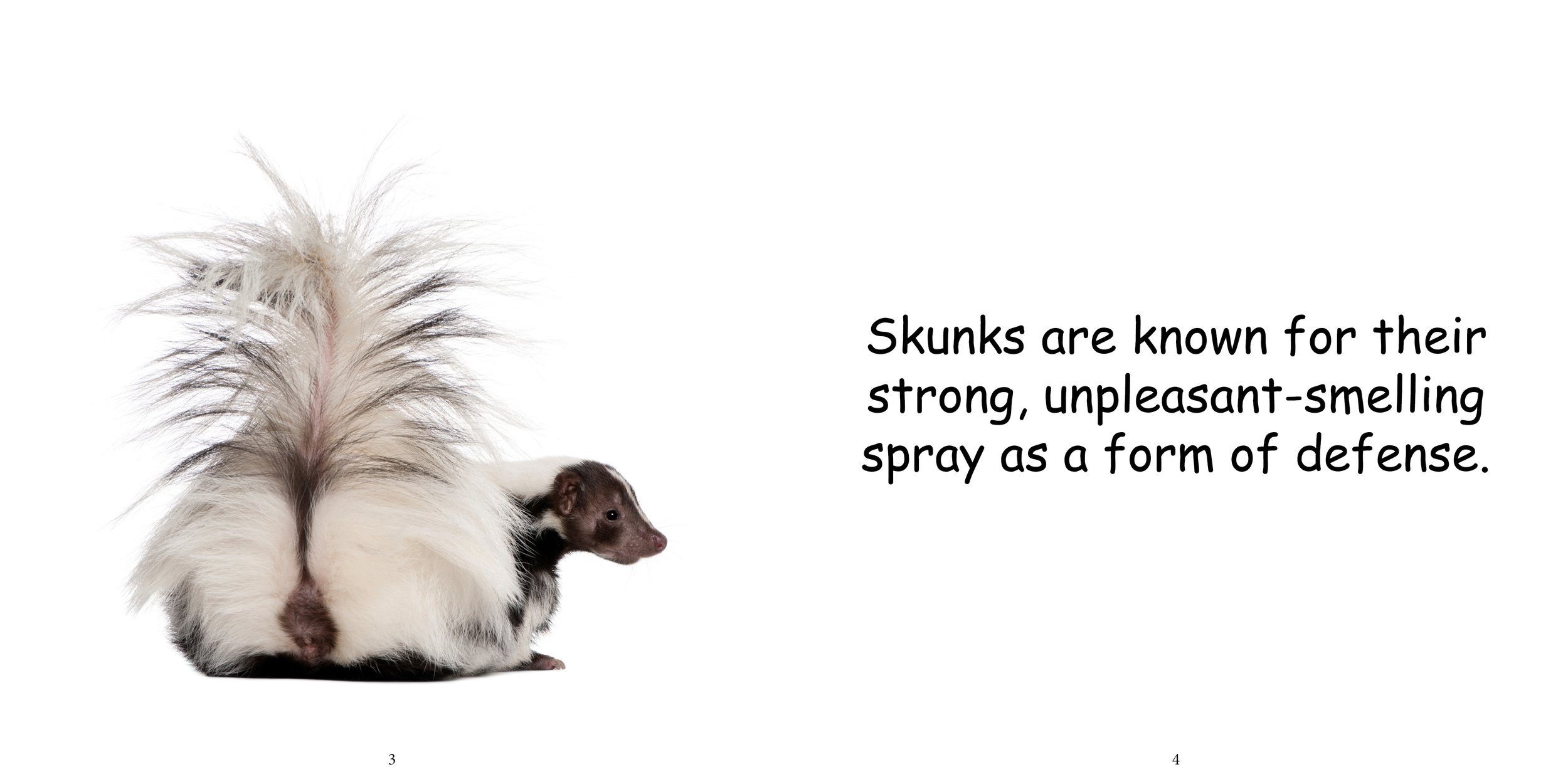 Everything about Skunks6.jpg