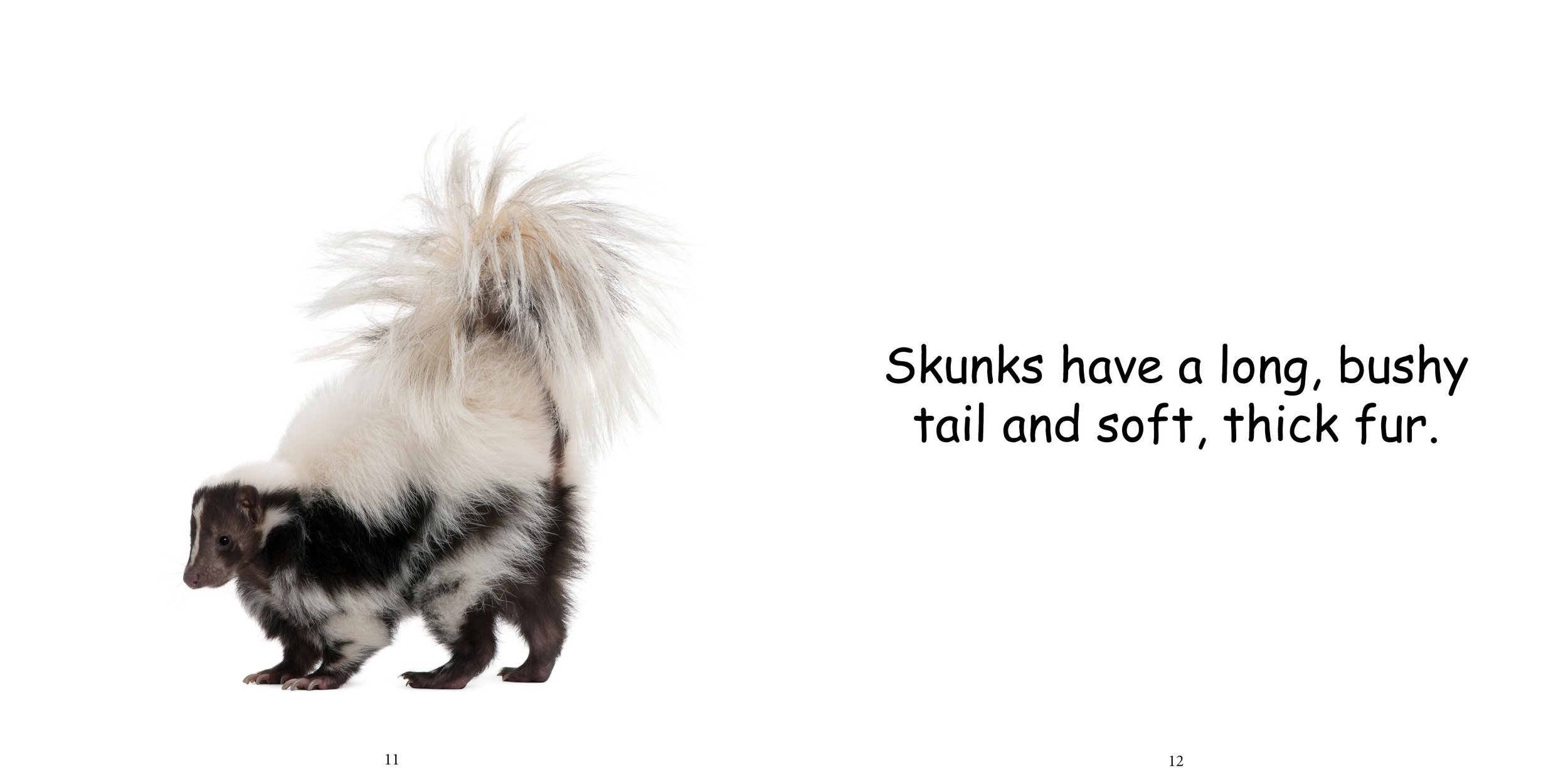 Everything about Skunks10.jpg