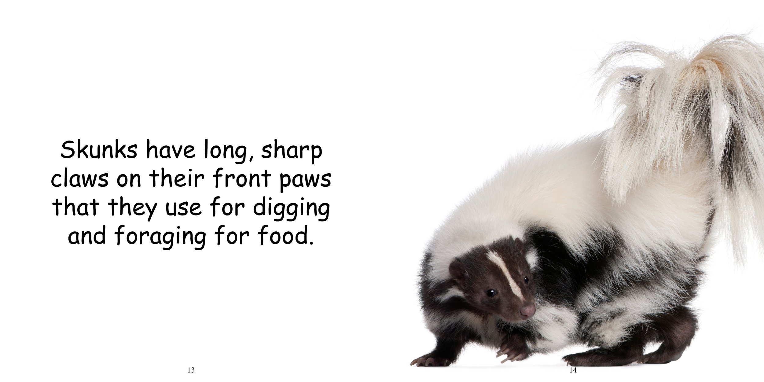 Everything about Skunks11.jpg