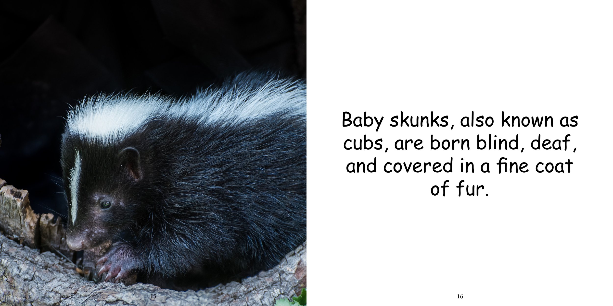 Everything about Skunks12.jpg