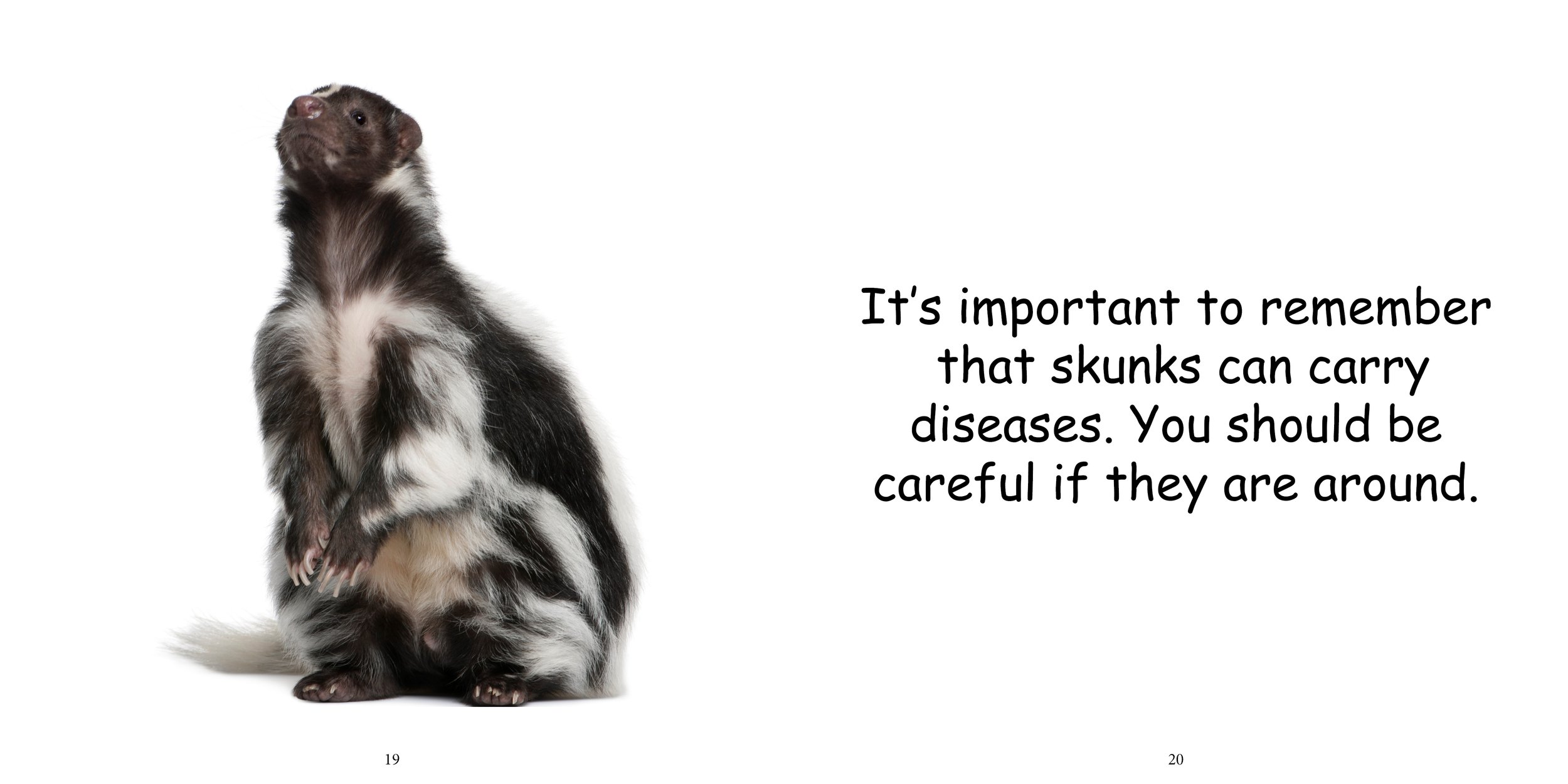 Everything about Skunks14.jpg
