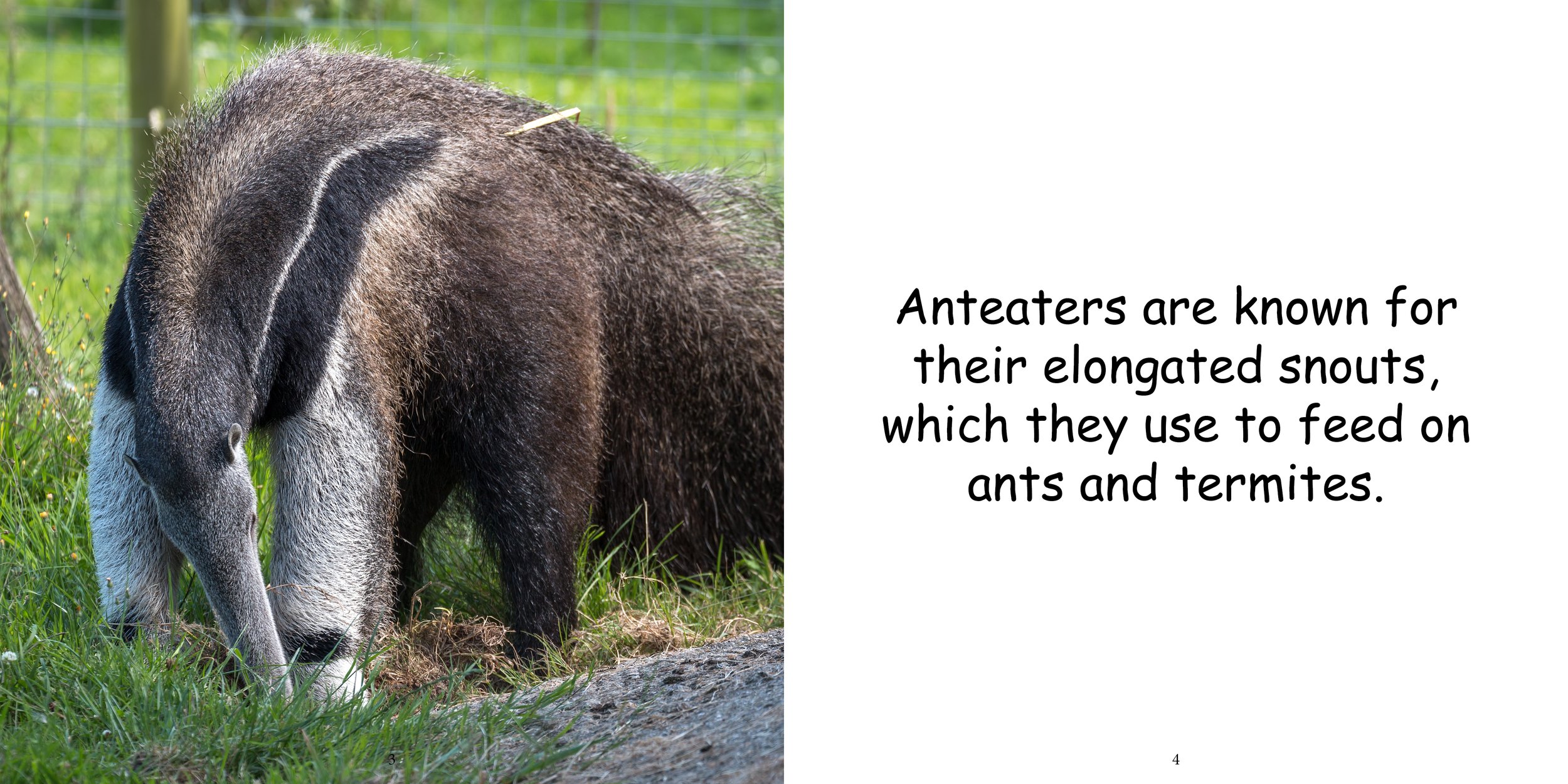 Everything about Anteaters6.jpg