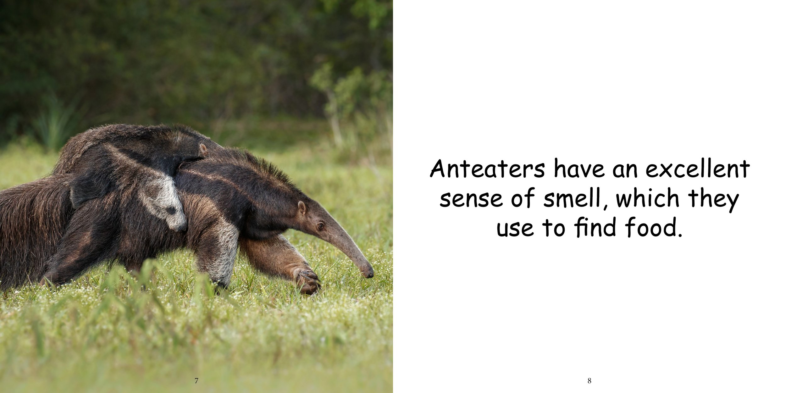 Everything about Anteaters8.jpg