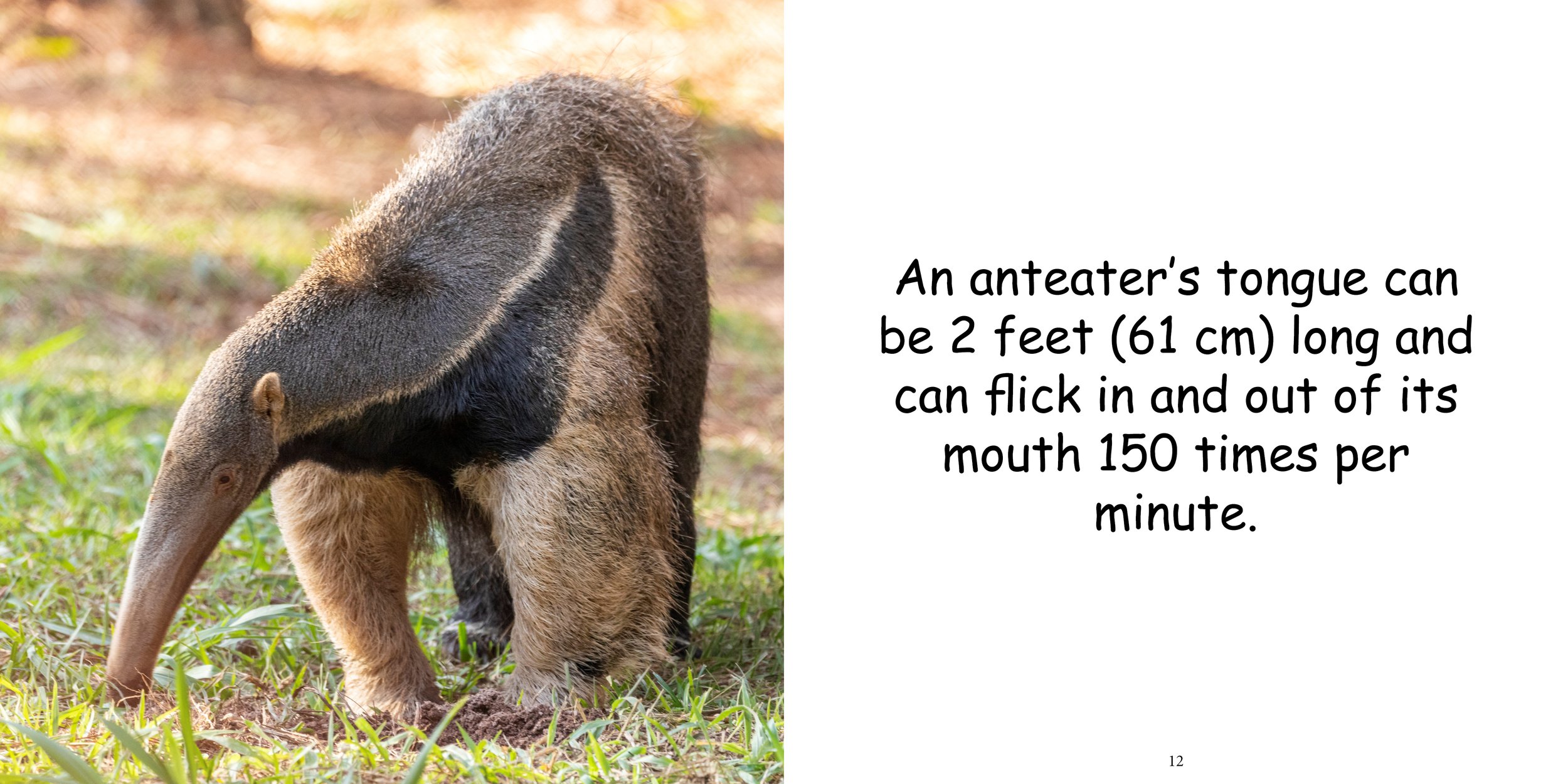 Everything about Anteaters10.jpg