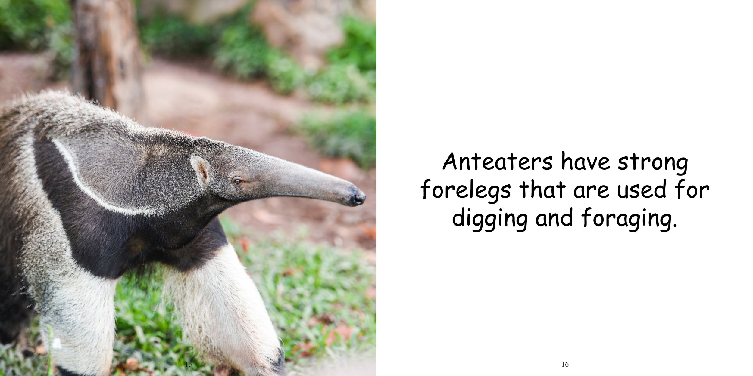 Everything about Anteaters12.jpg