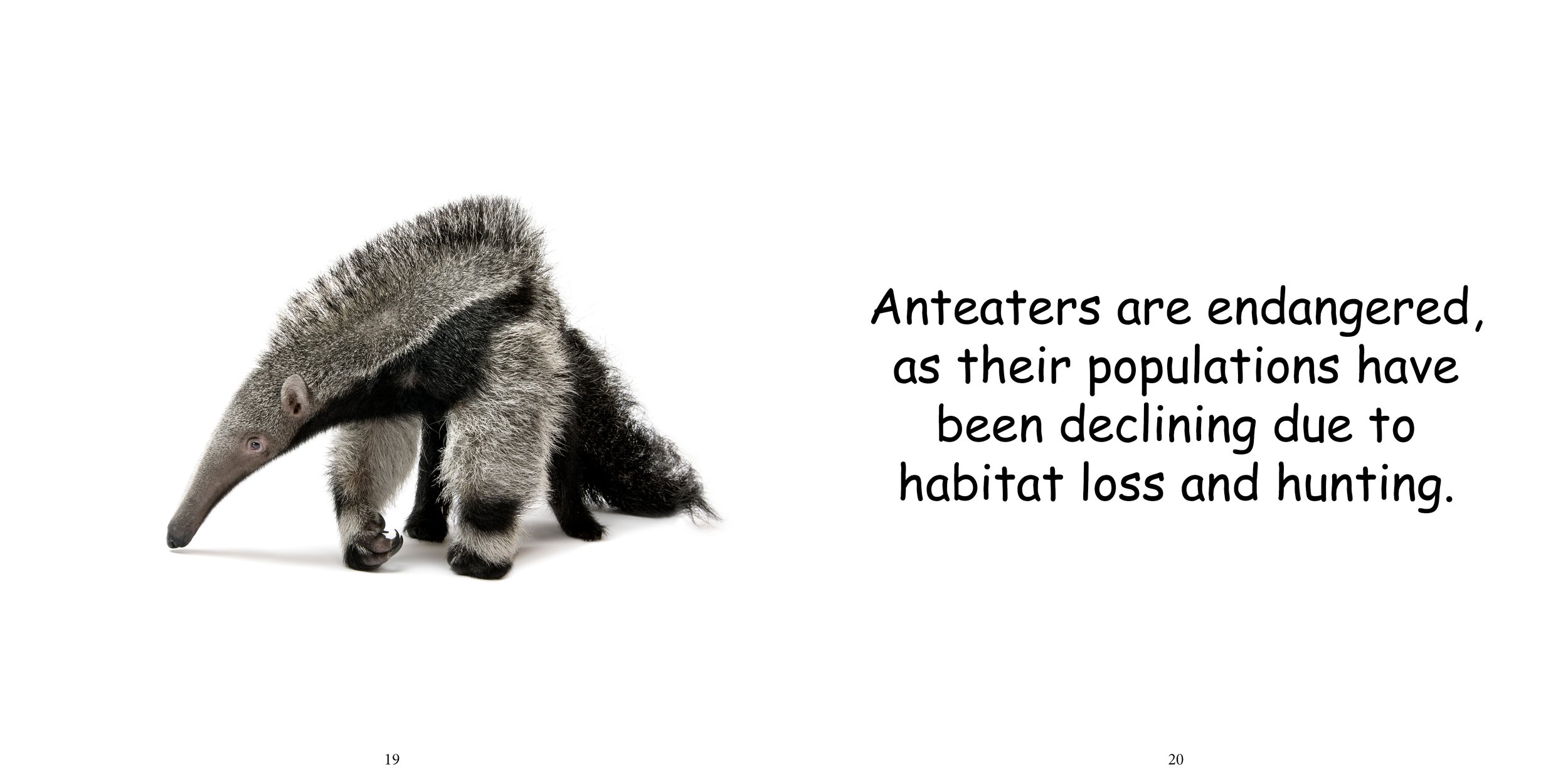 Everything about Anteaters14.jpg