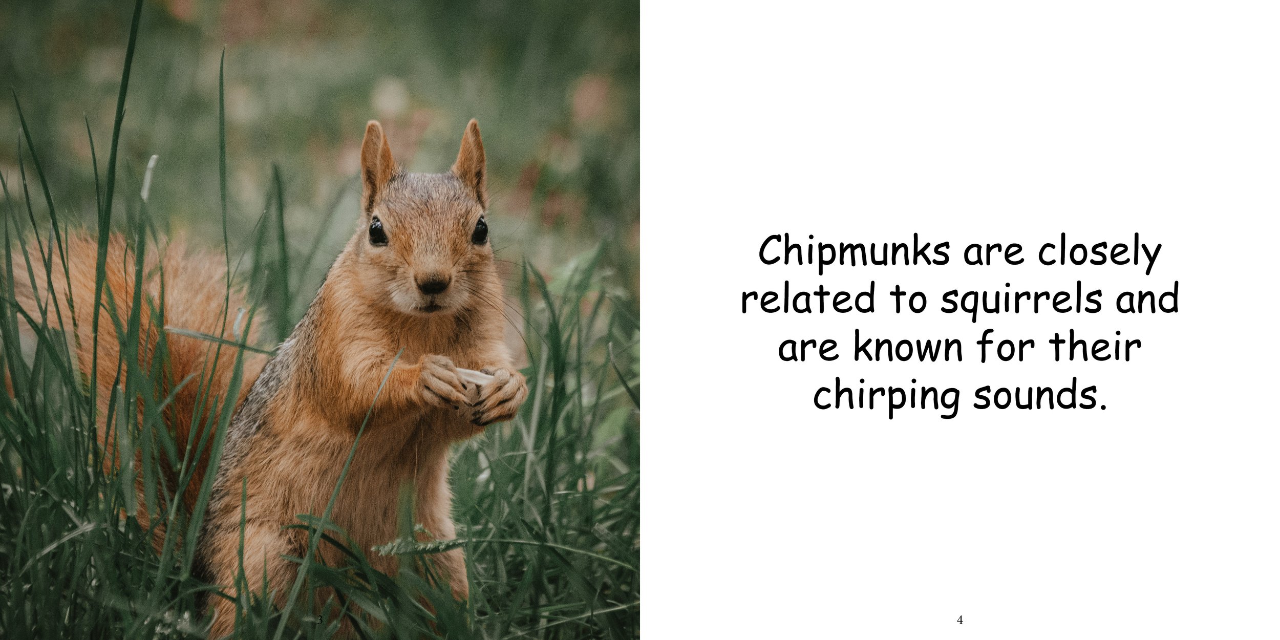 Everything about Chipmunks6.jpg