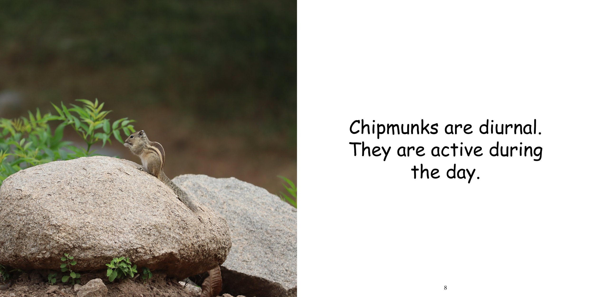 Everything about Chipmunks8.jpg