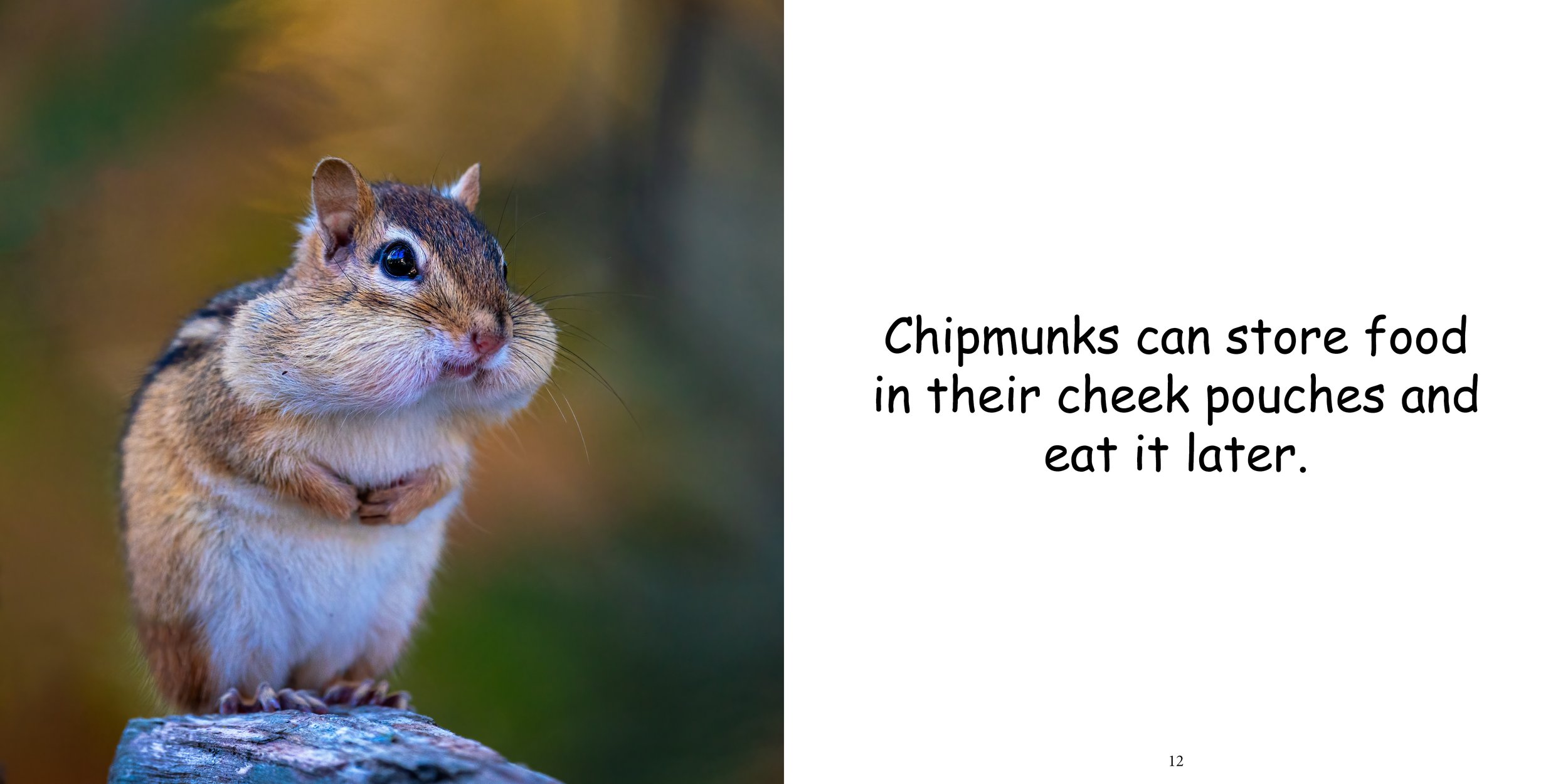 Everything about Chipmunks10.jpg