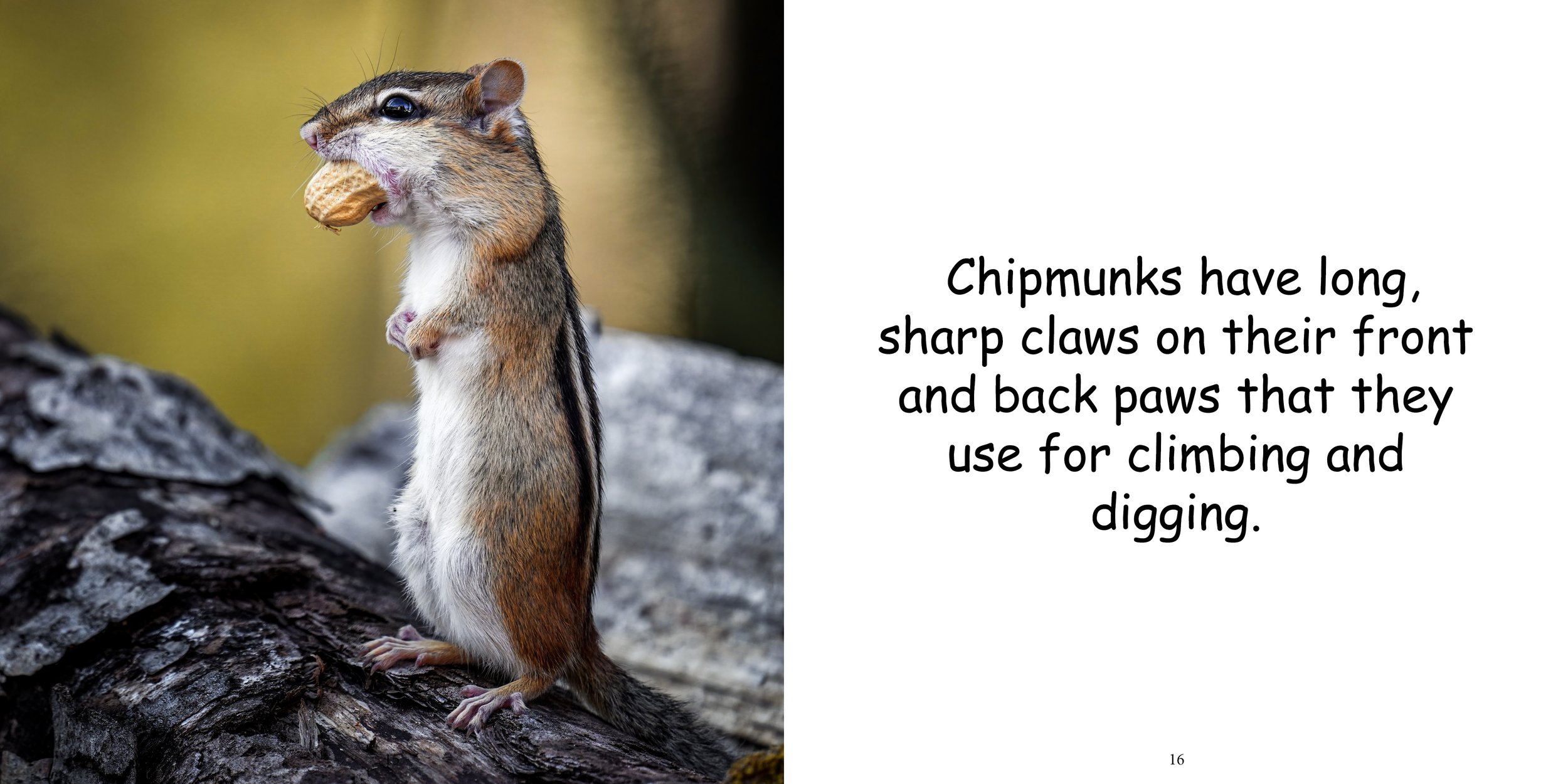 Everything about Chipmunks12.jpg