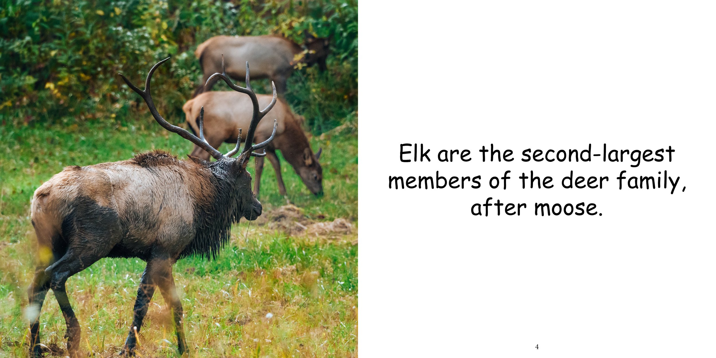 Everything about Elk6.jpg