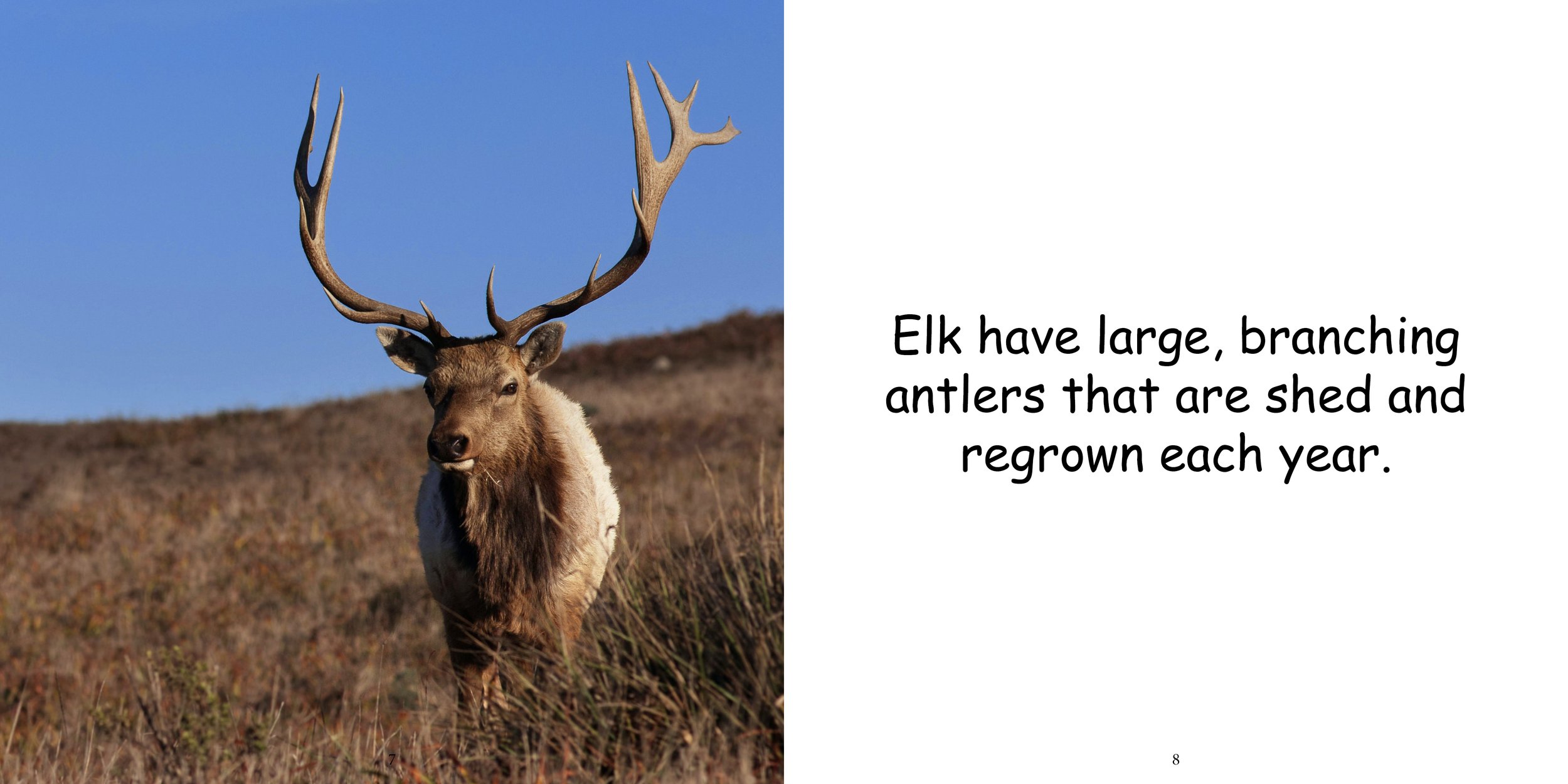 Everything about Elk8.jpg