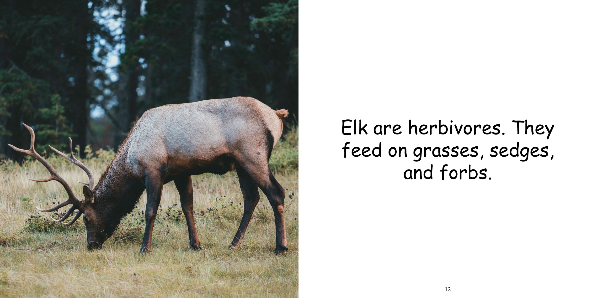 Everything about Elk10.jpg