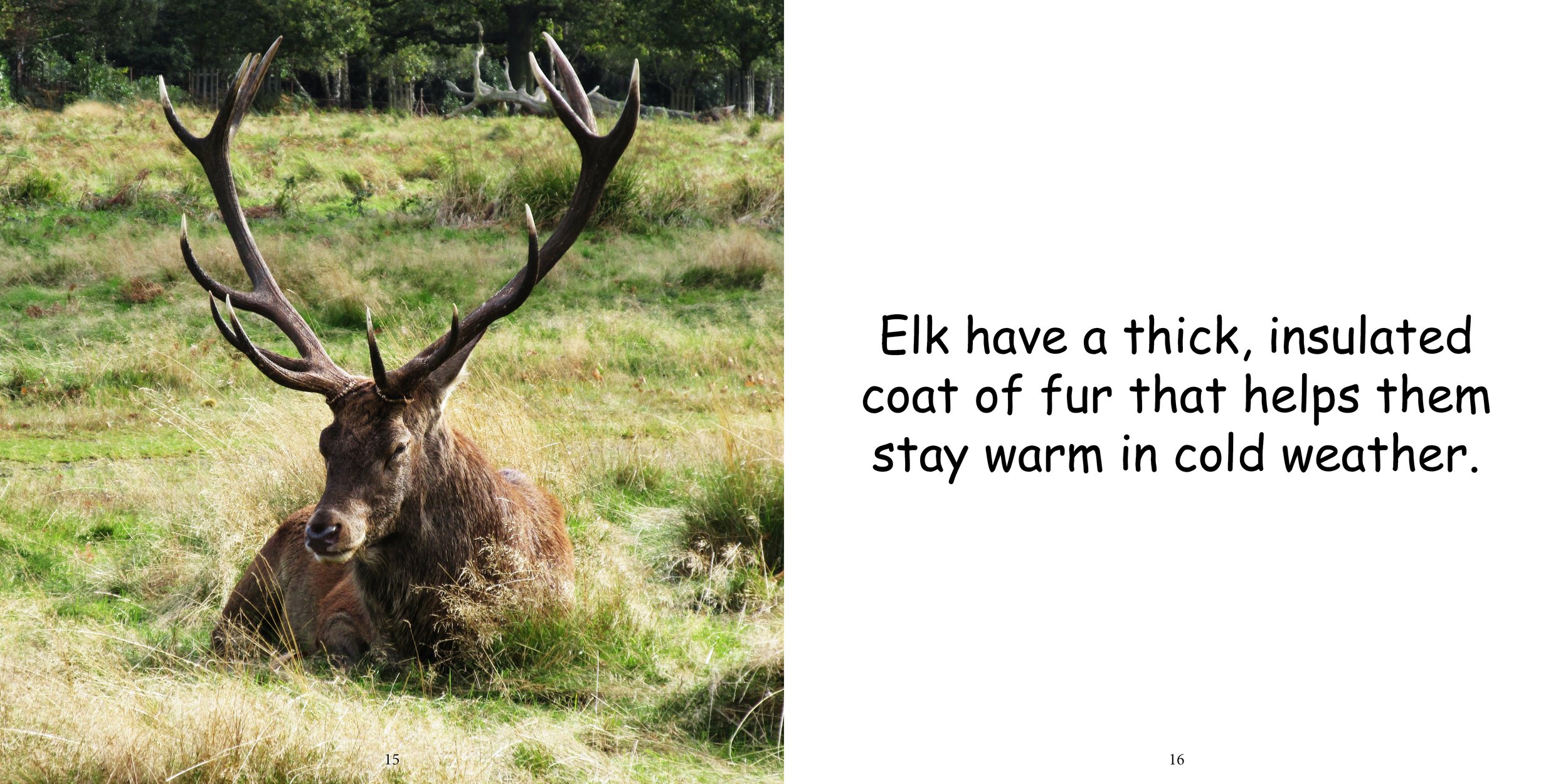 Everything about Elk12.jpg