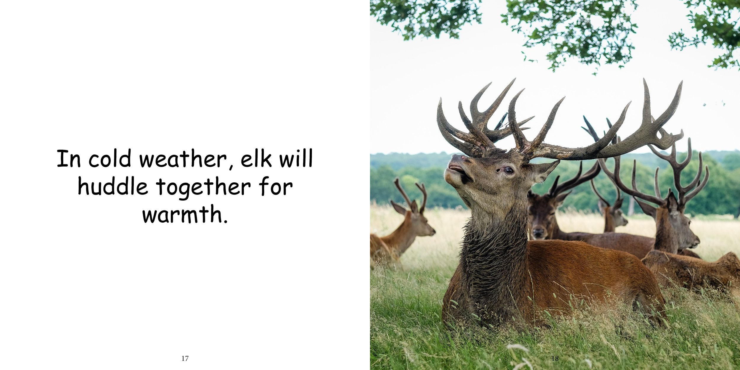 Everything about Elk13.jpg