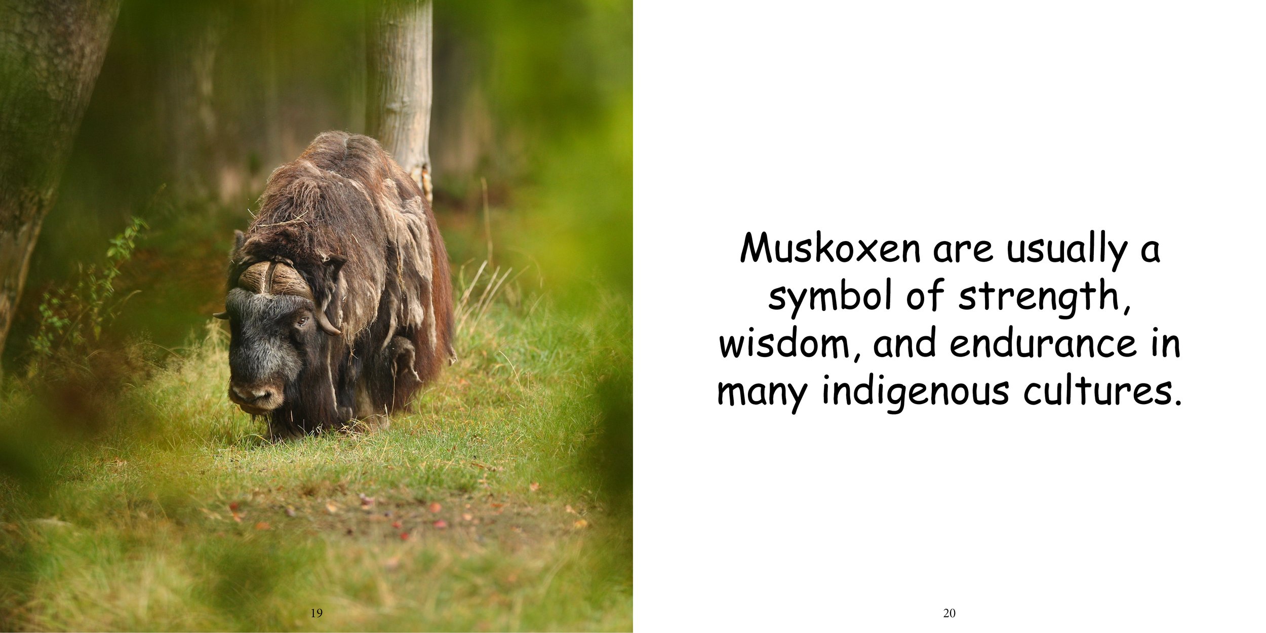 Everything about Muskoxen14.jpg
