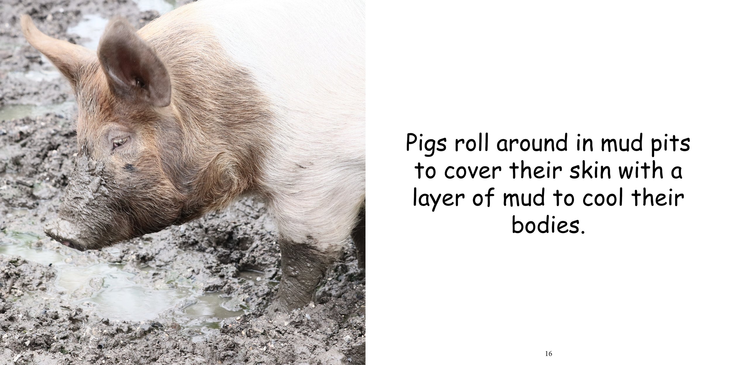 Everything about Pigs12.jpg