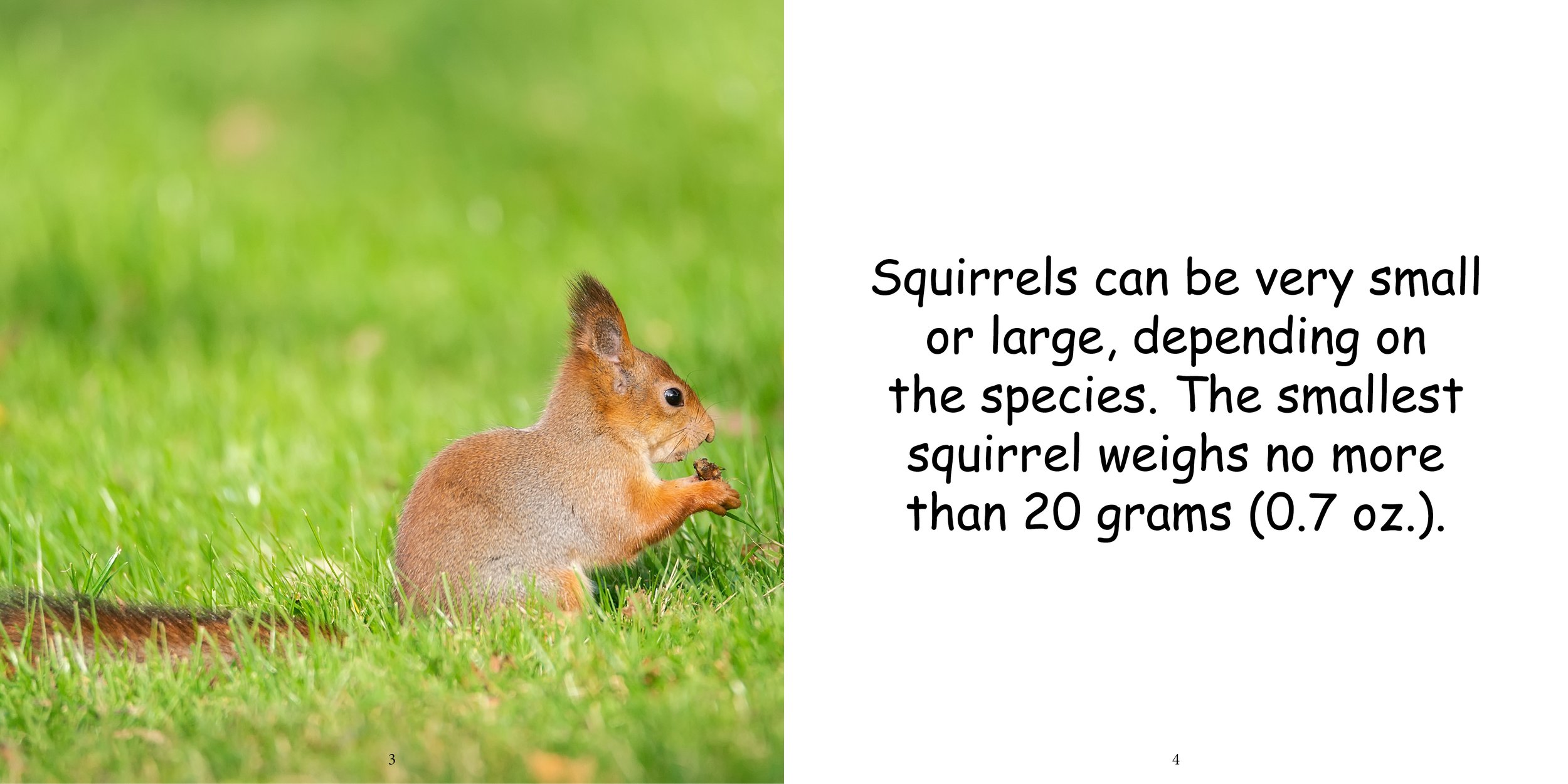 Everything about Squirrels6.jpg