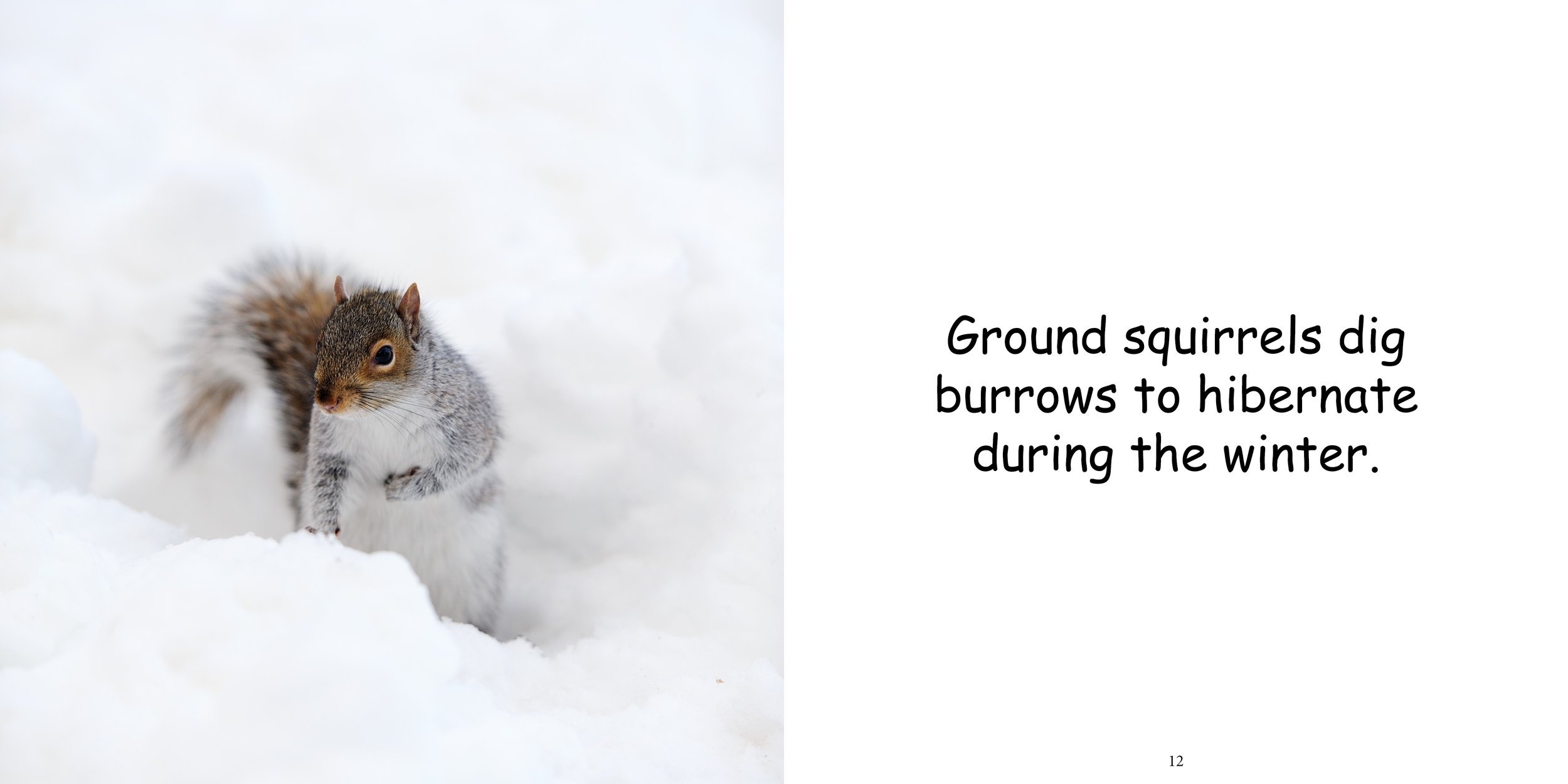 Everything about Squirrels10.jpg