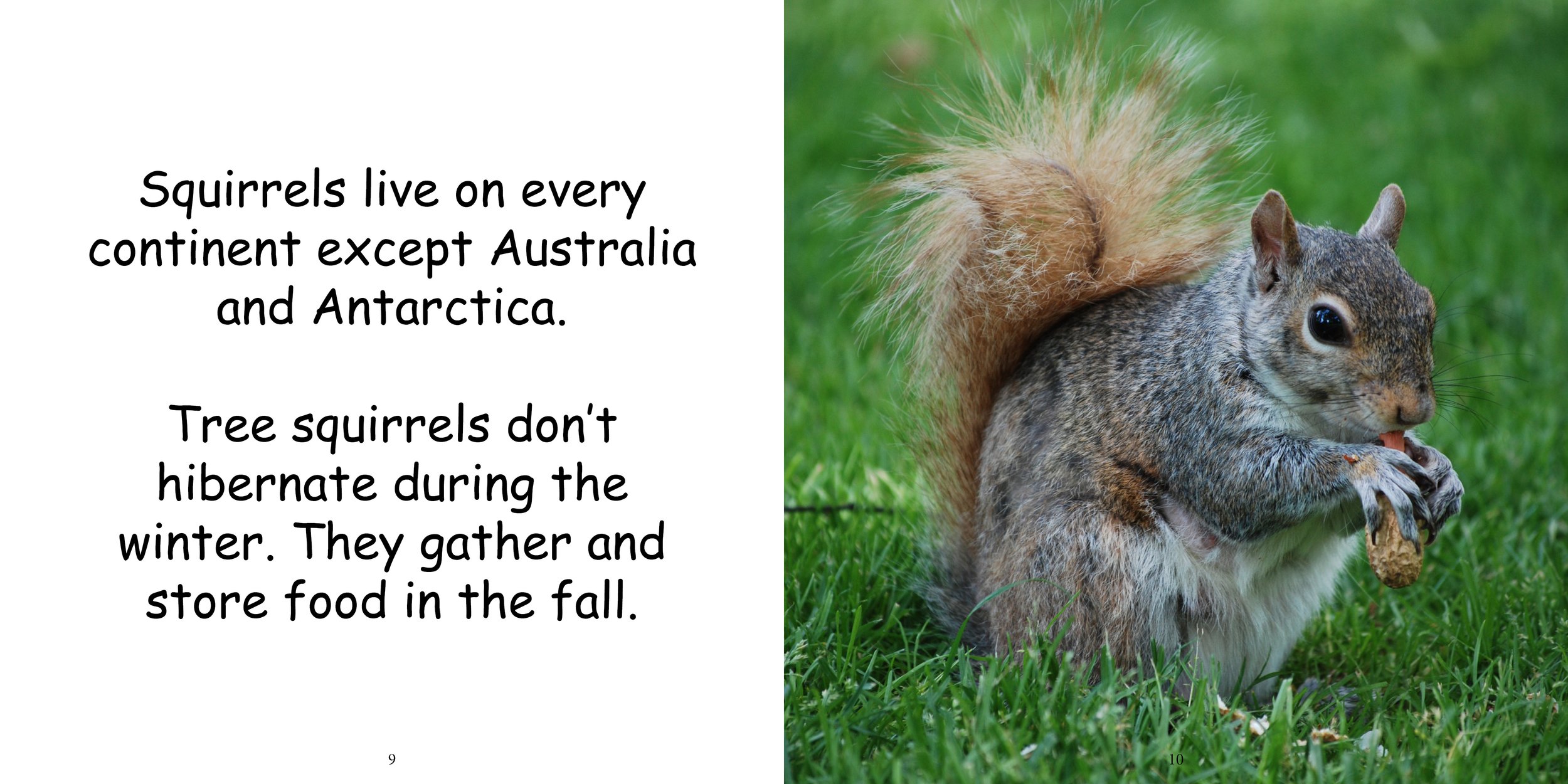Everything about Squirrels9.jpg