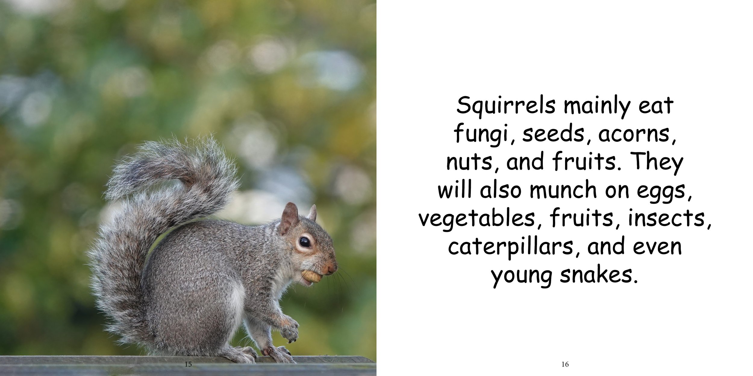 Everything about Squirrels12.jpg