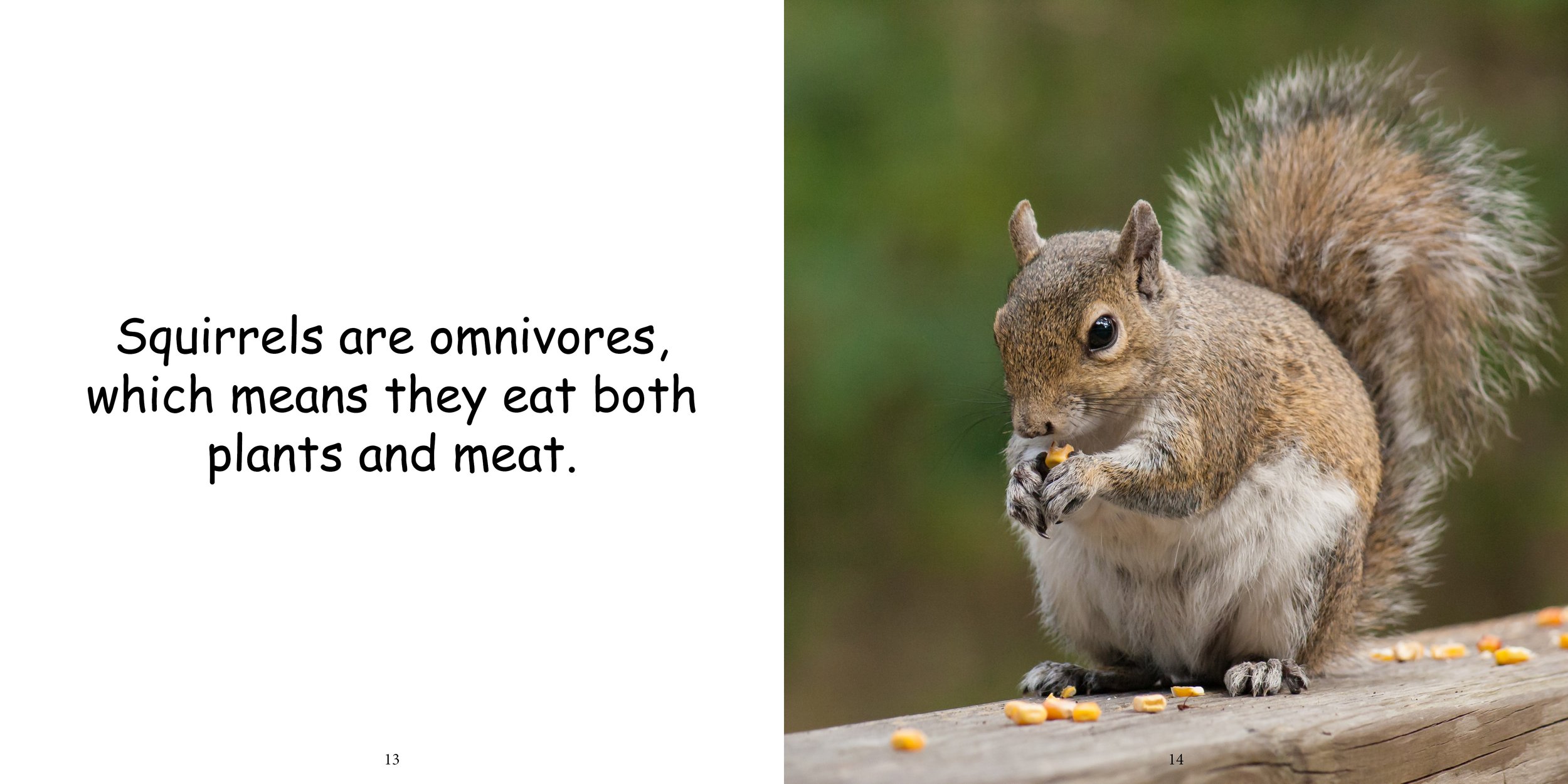 Everything about Squirrels11.jpg