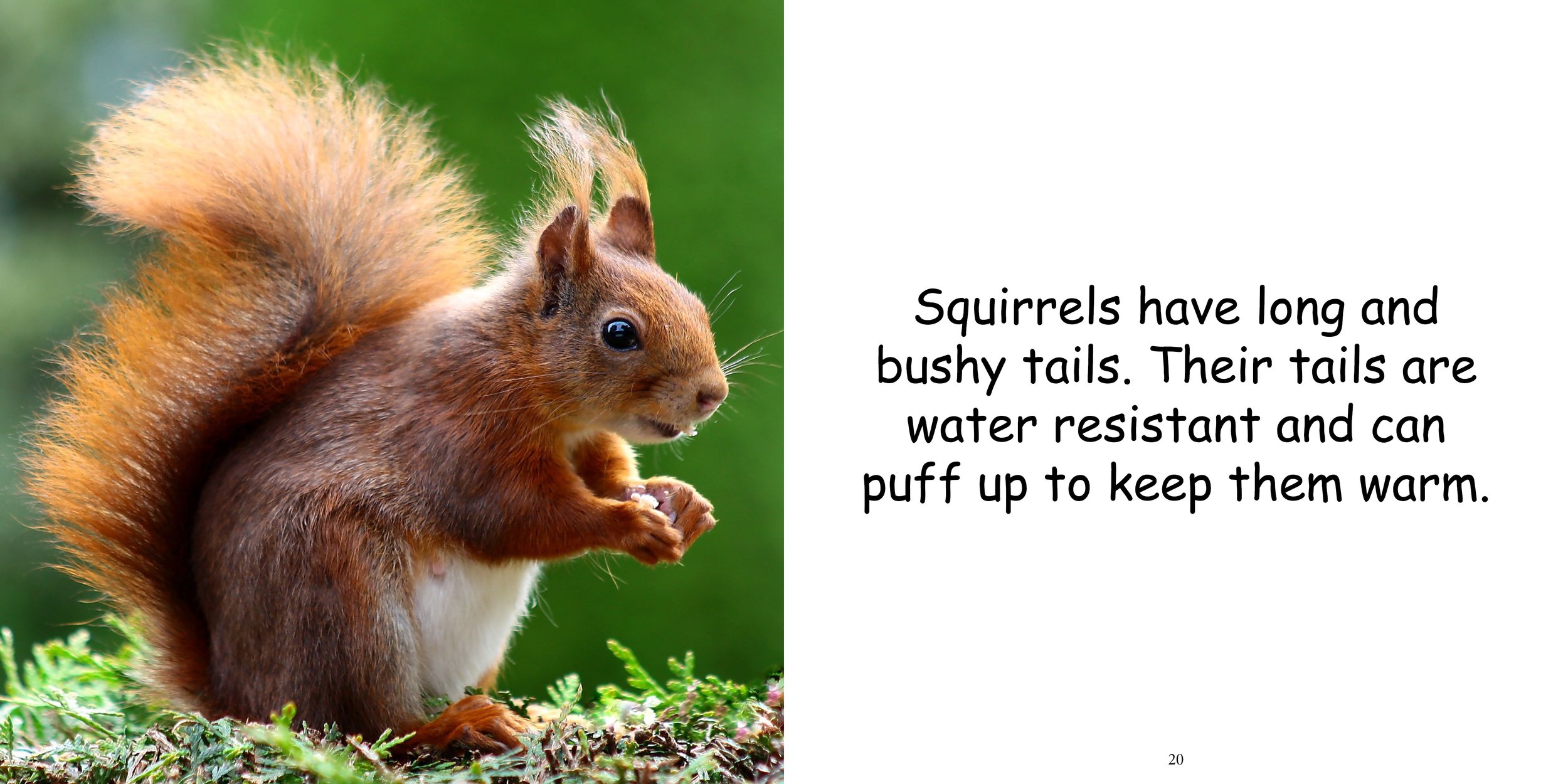 Everything about Squirrels14.jpg