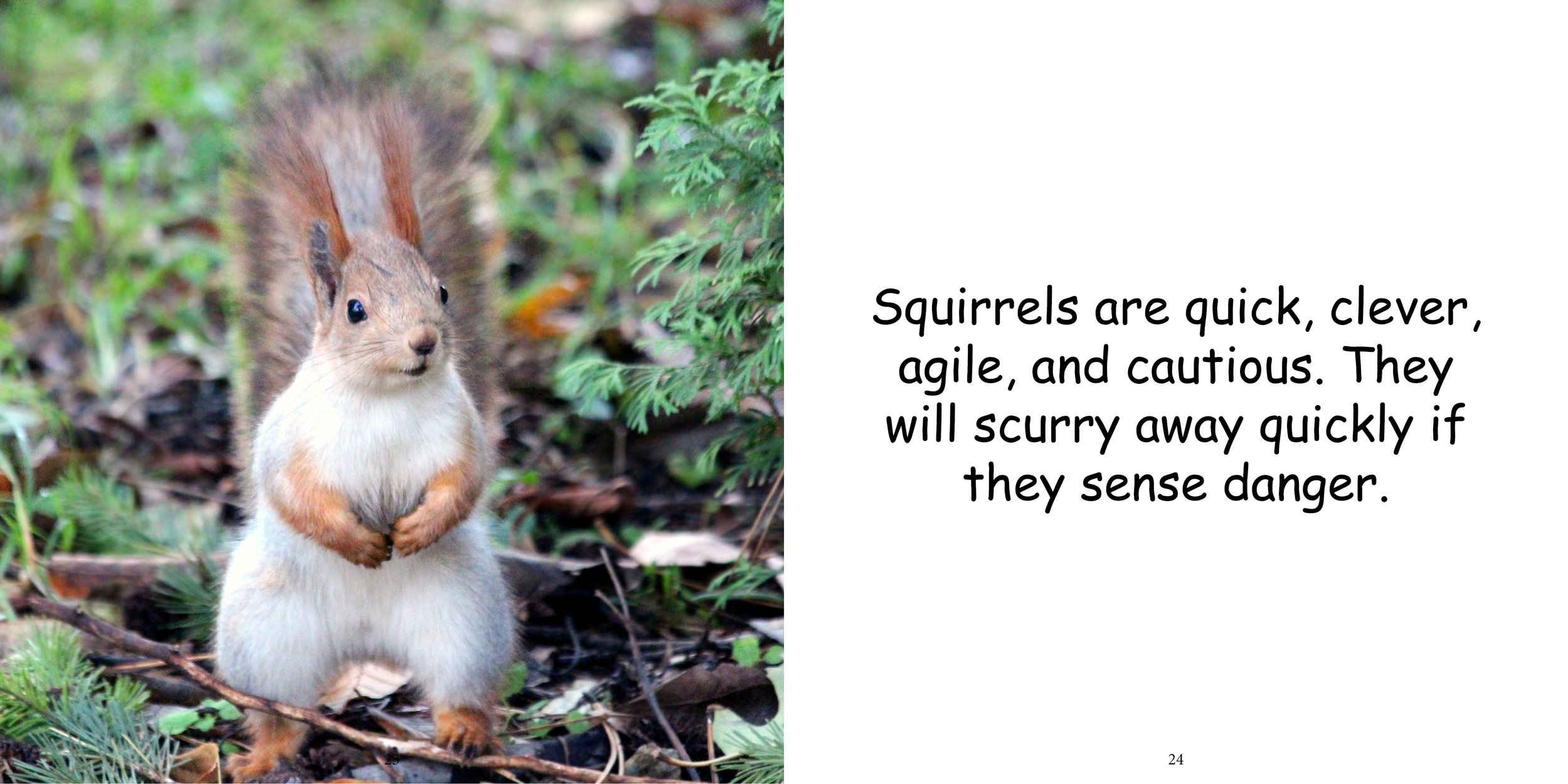 Everything about Squirrels16.jpg