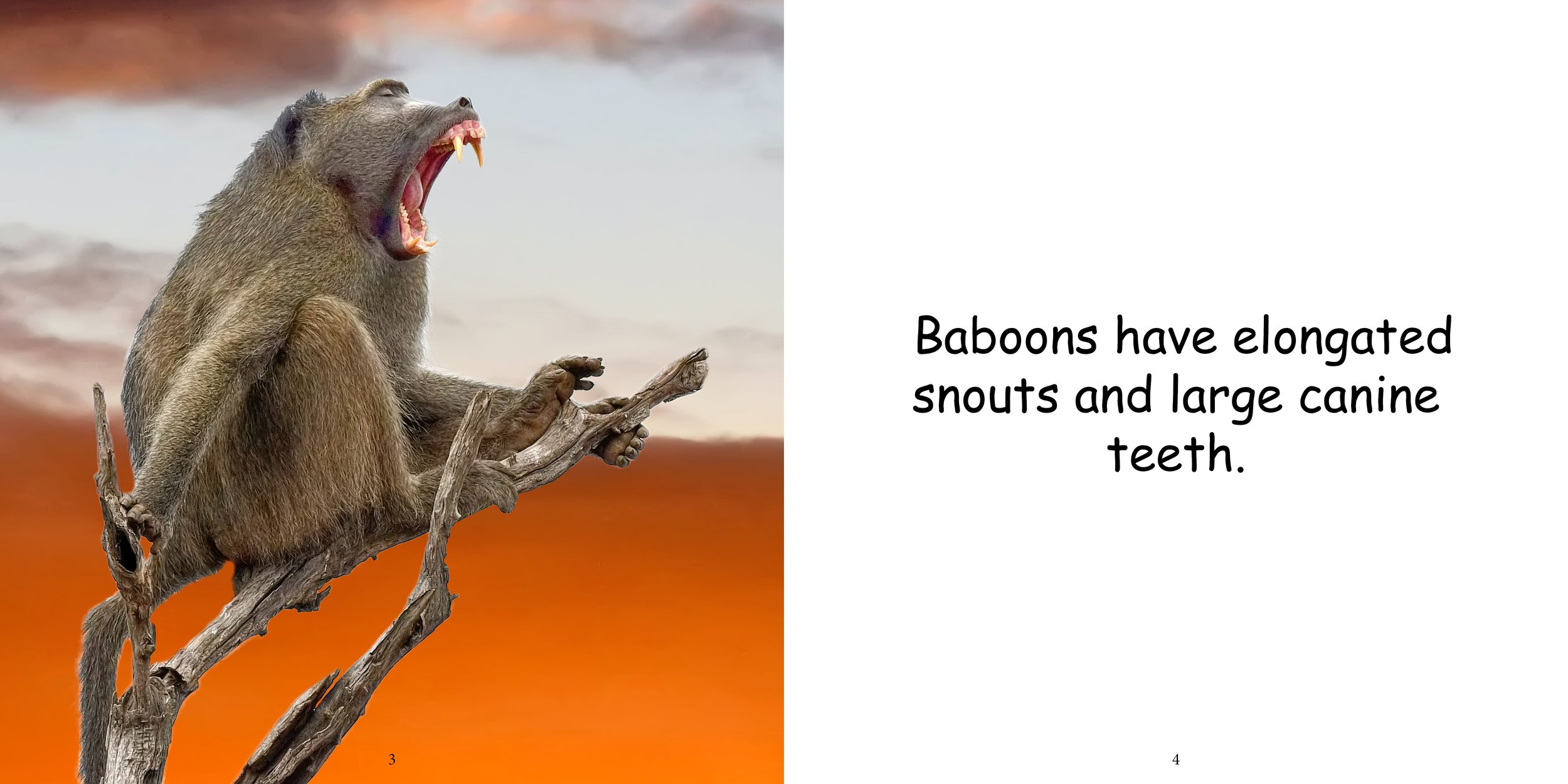 Everything about Baboons6.jpg