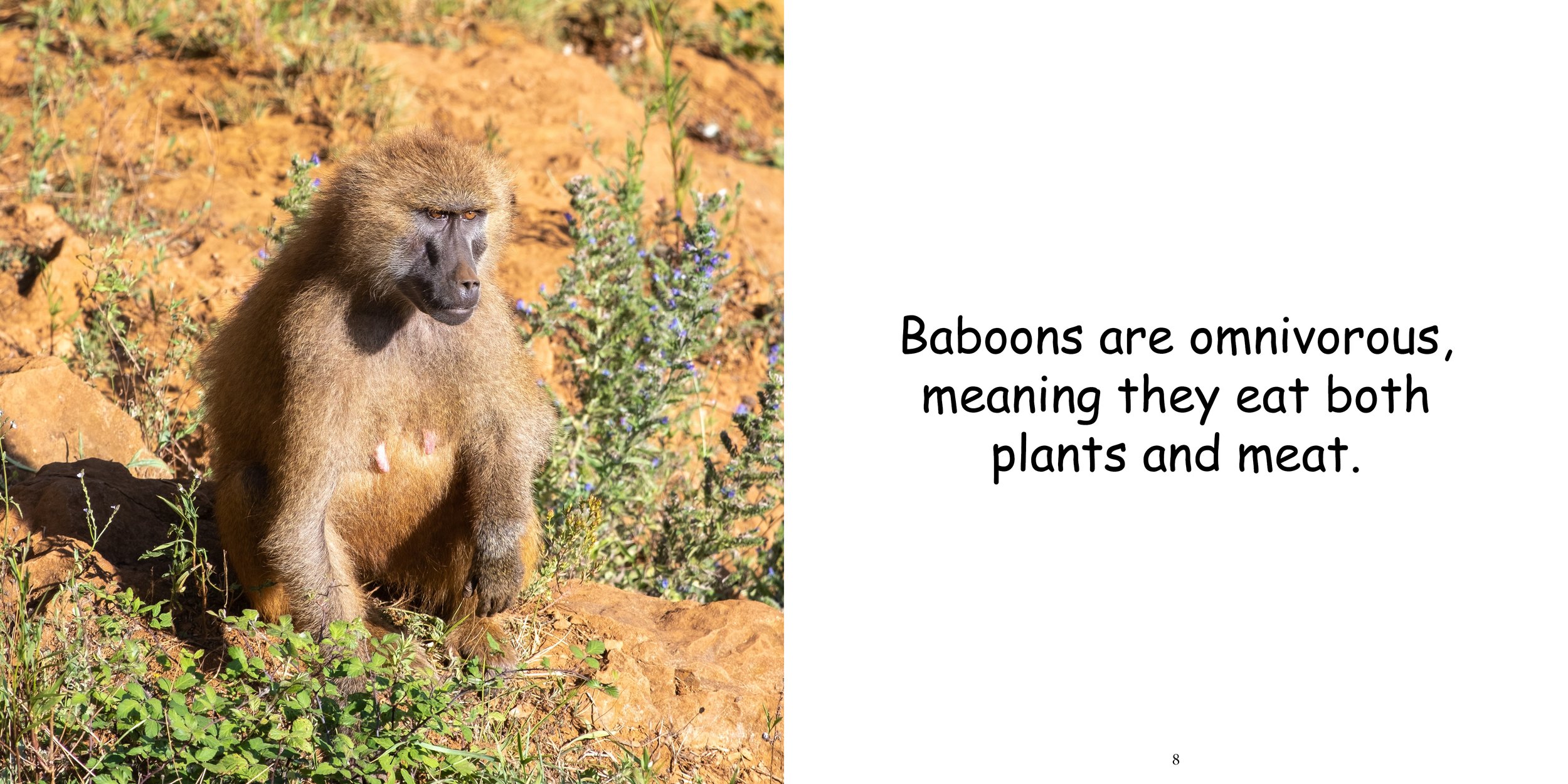 Everything about Baboons8.jpg