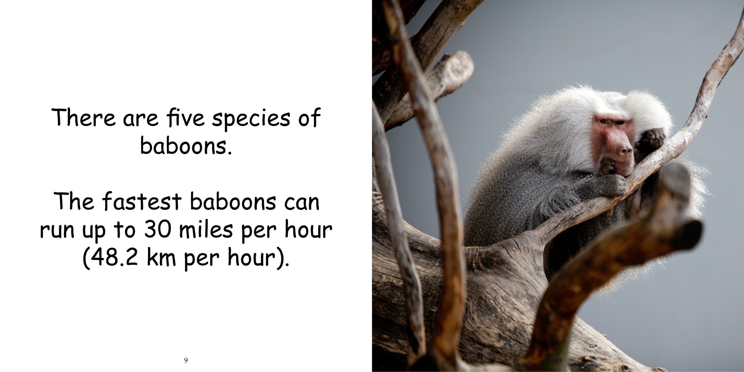 Everything about Baboons9.jpg