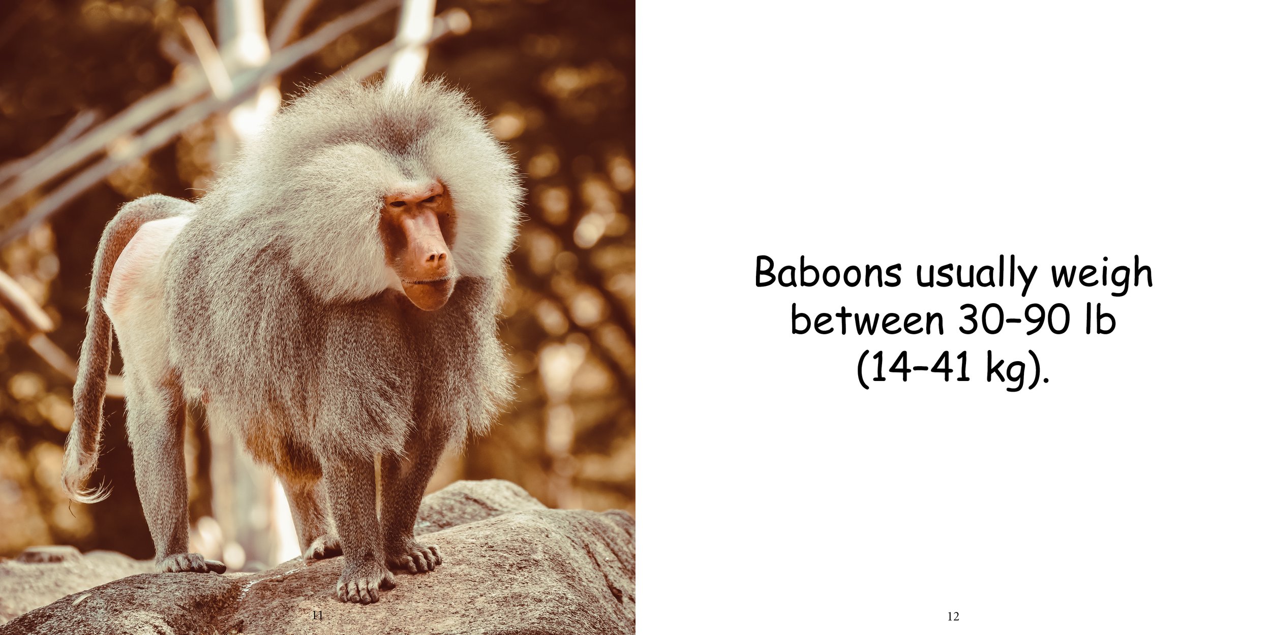 Everything about Baboons10.jpg
