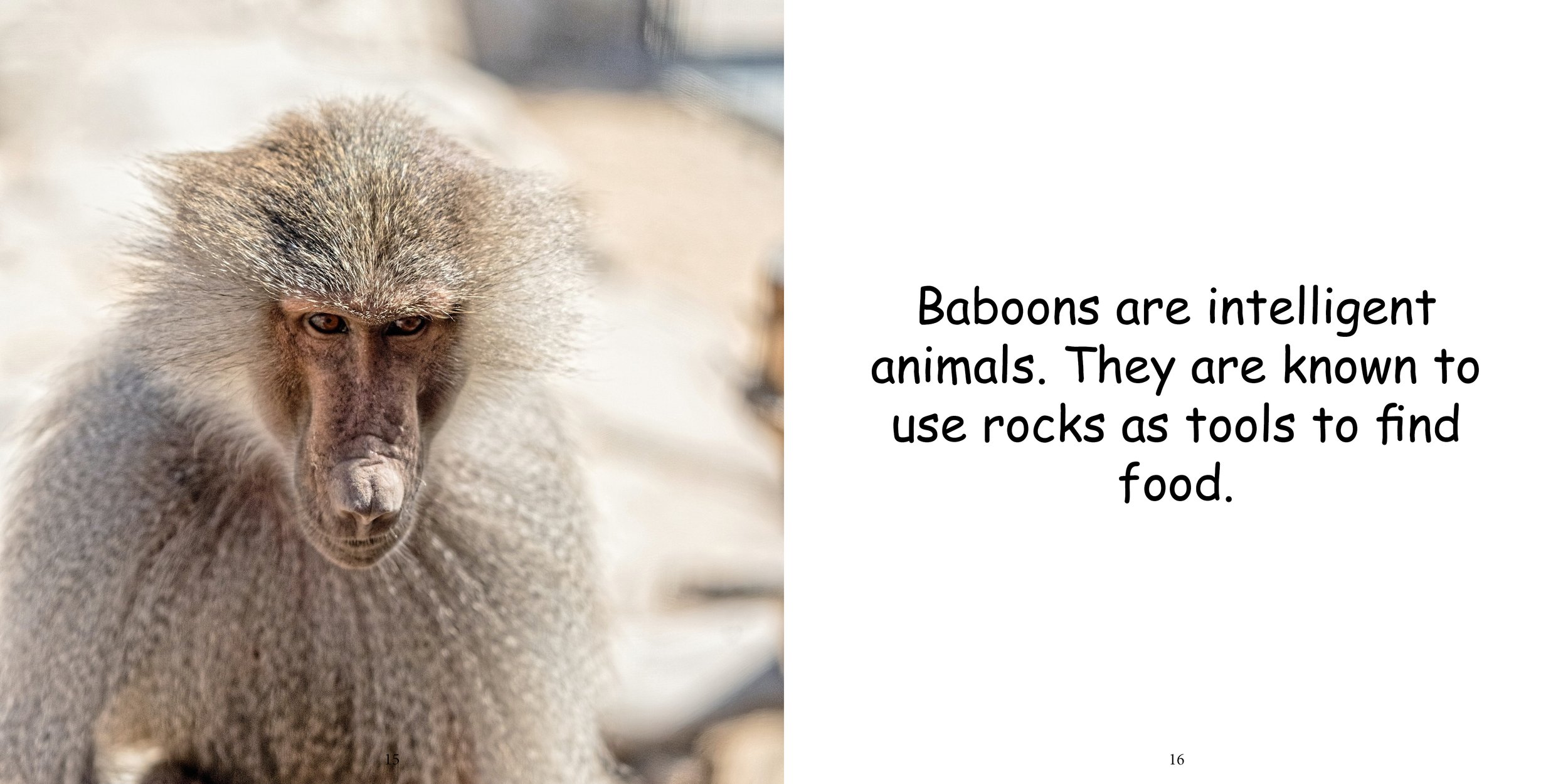 Everything about Baboons12.jpg