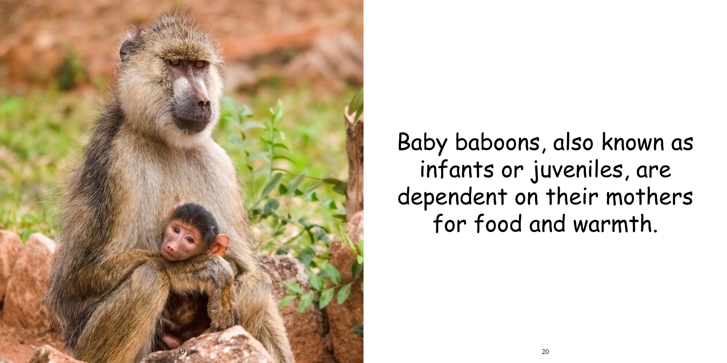 Everything about Baboons14.jpg