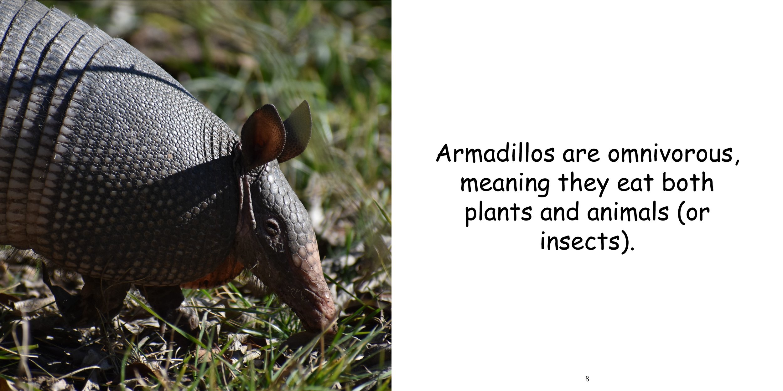 Everything about Armadillo8.jpg