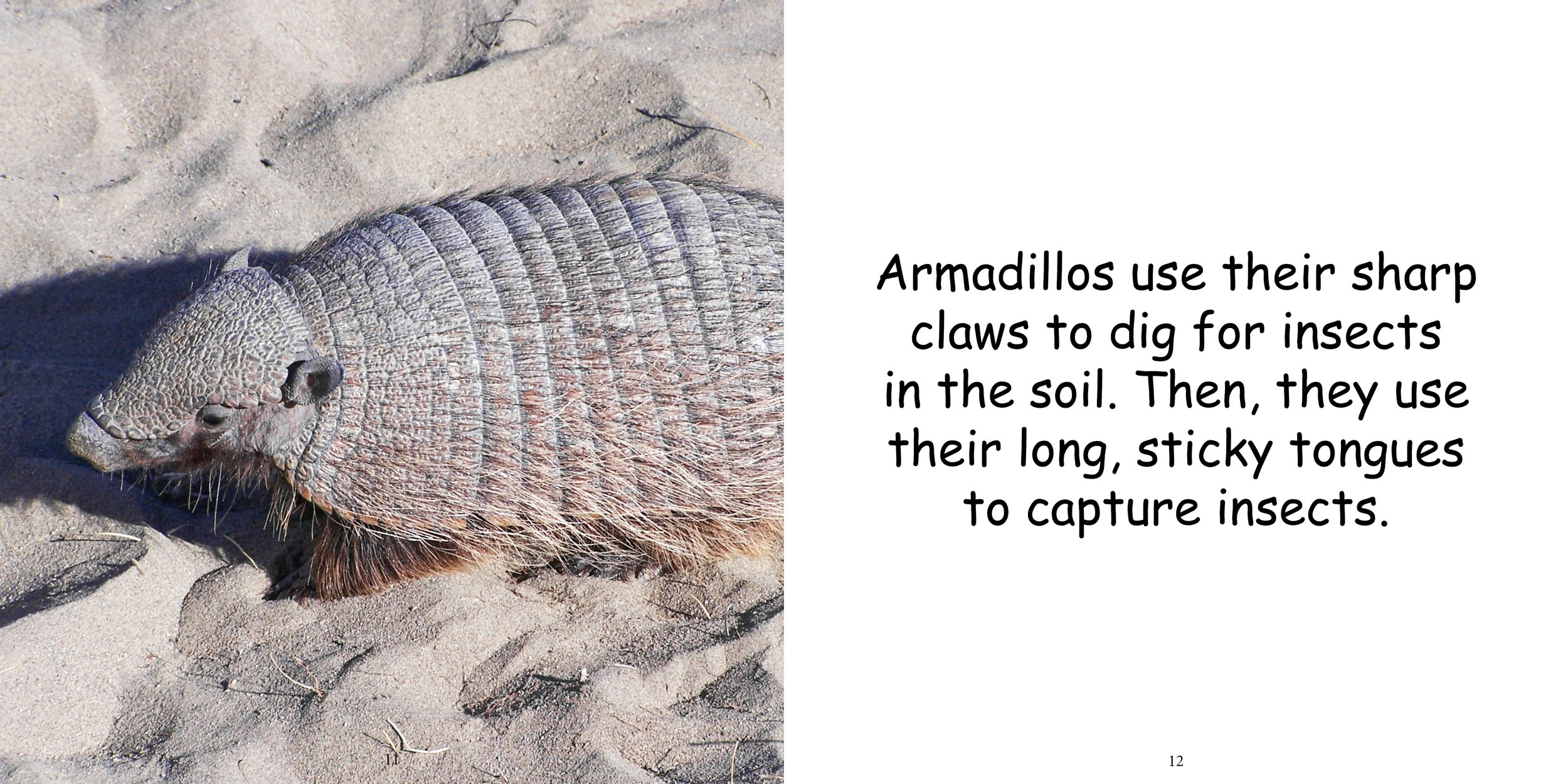 Everything about Armadillo10.jpg
