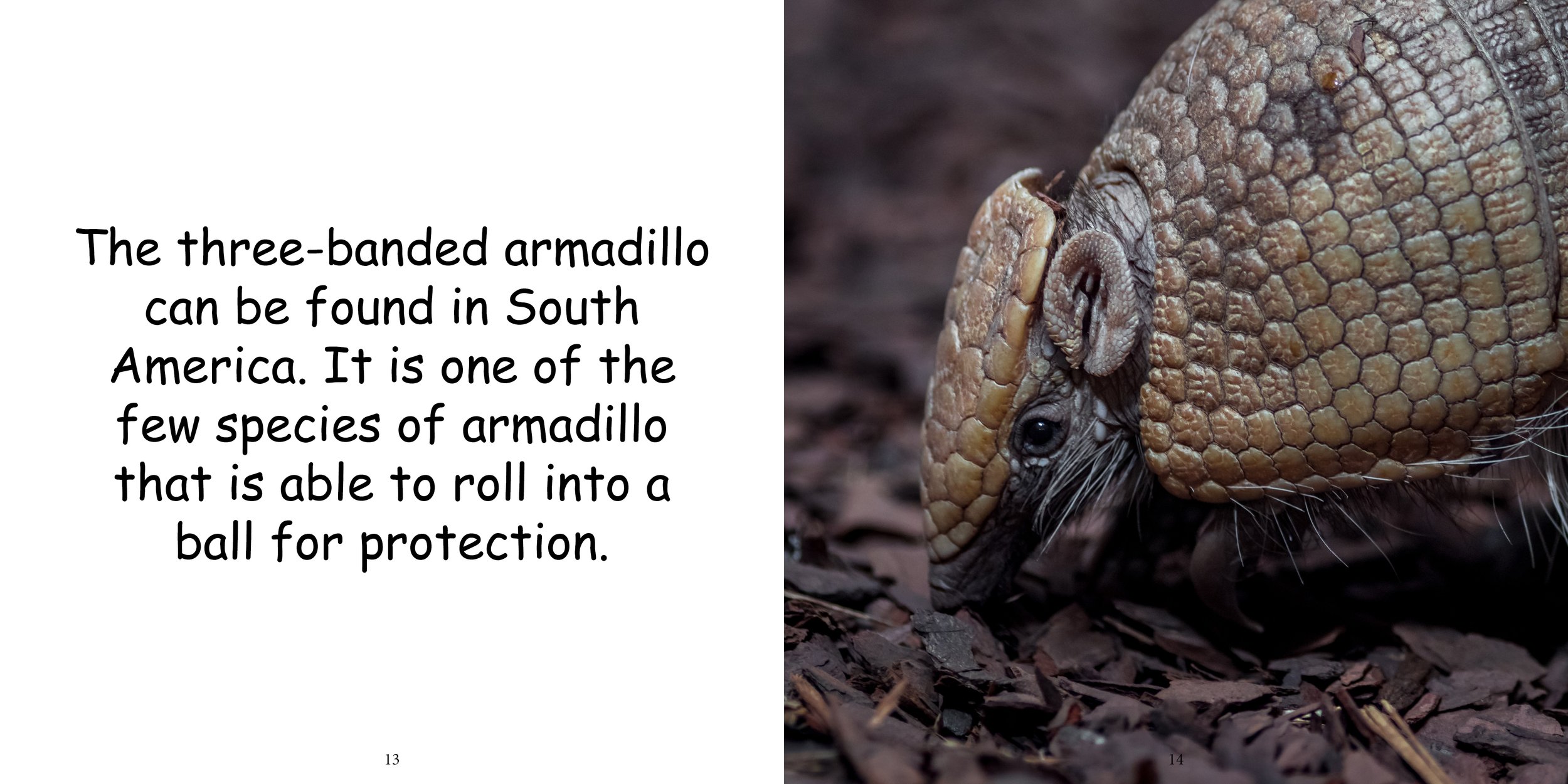 Everything about Armadillo11.jpg