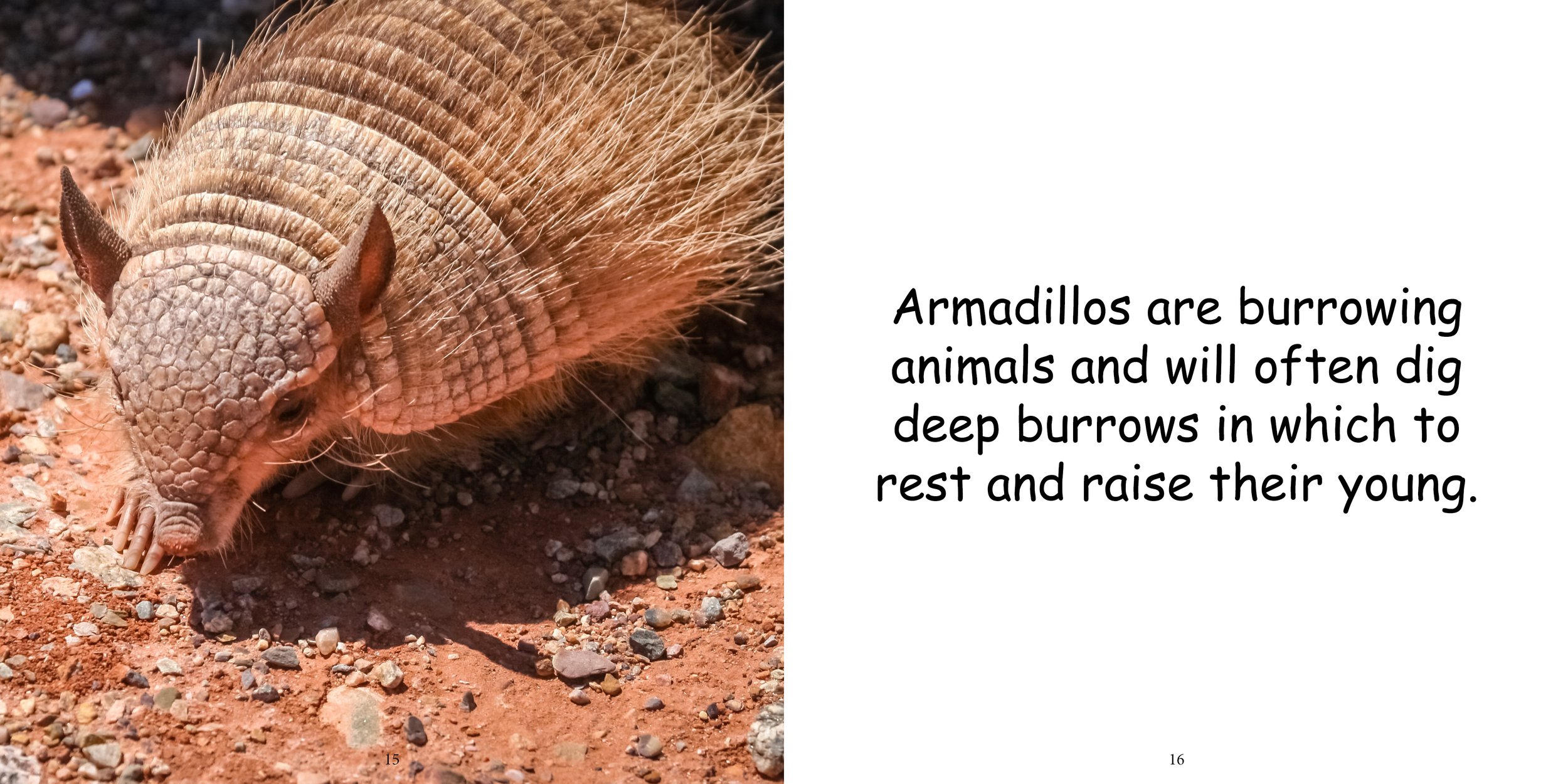 Everything about Armadillo12.jpg