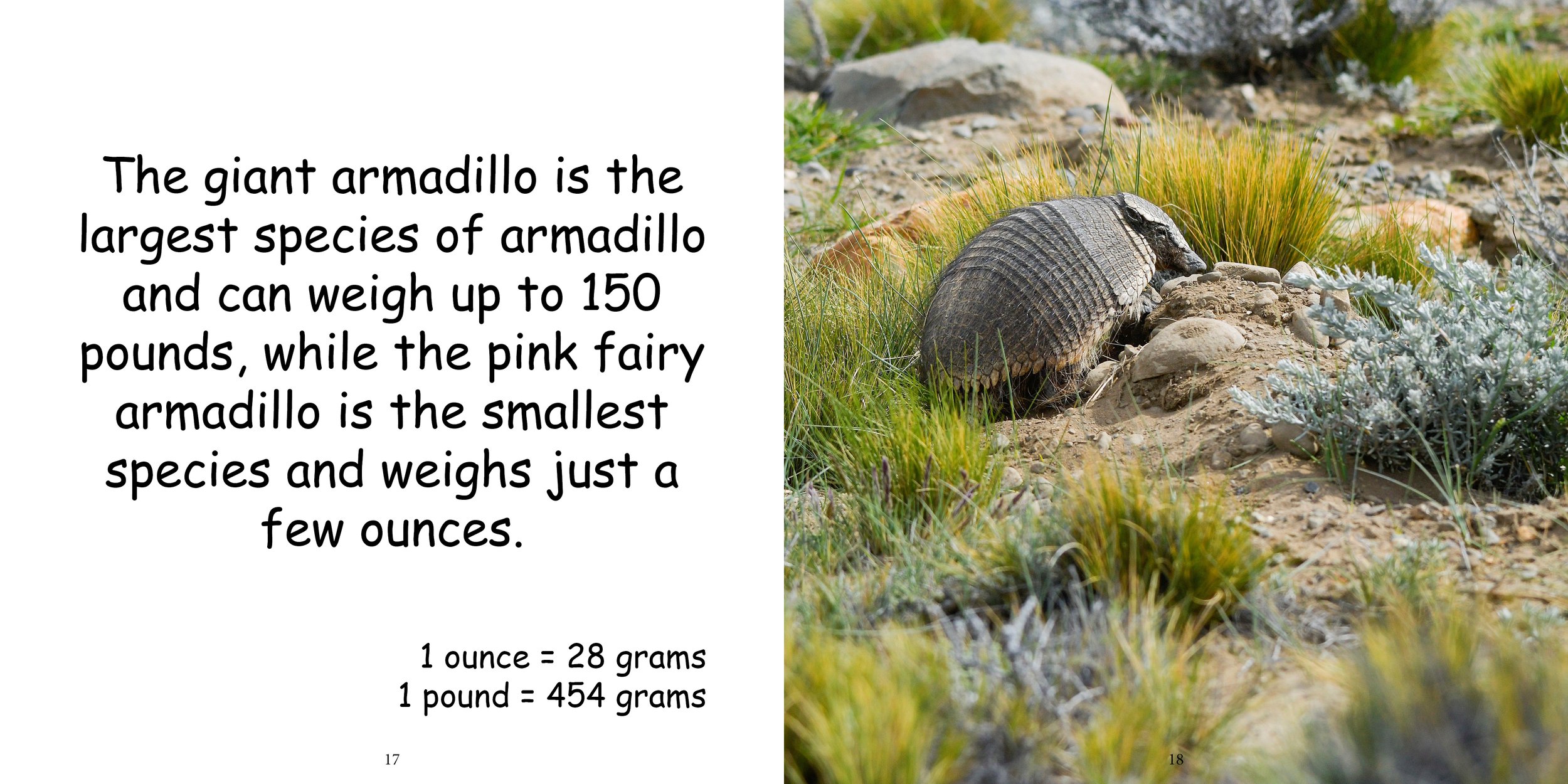 Everything about Armadillo13.jpg