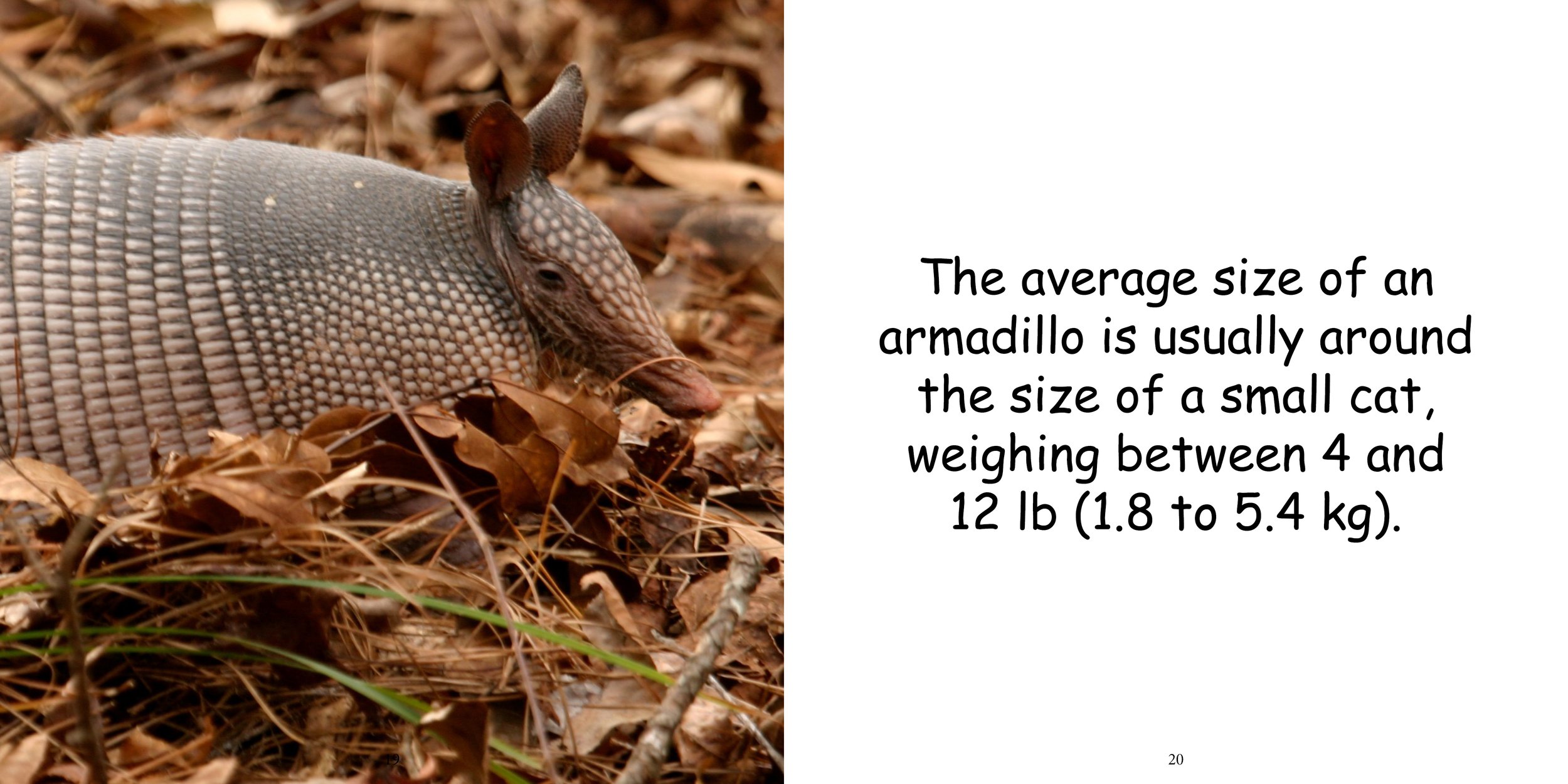 Everything about Armadillo14.jpg