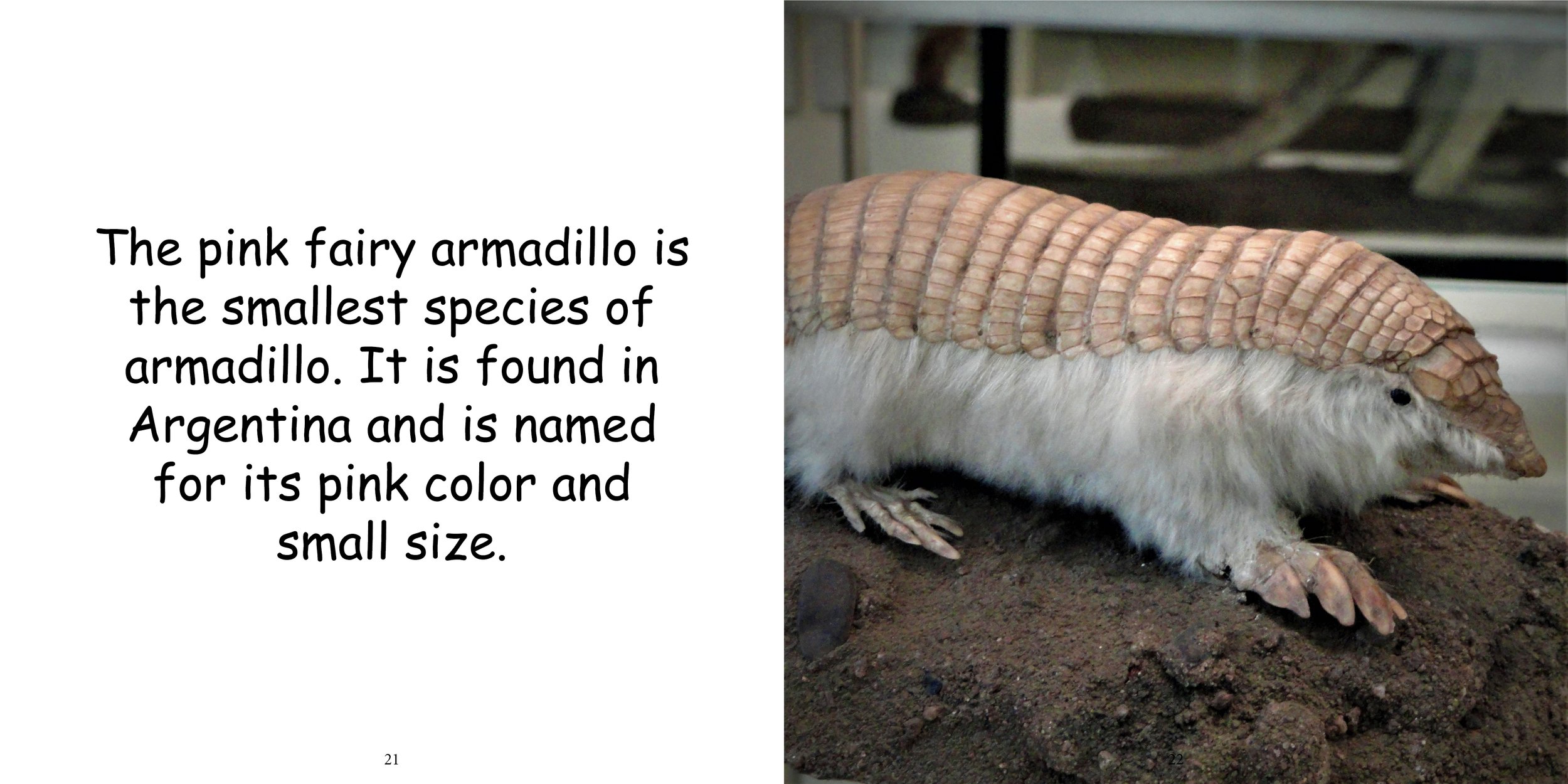 Everything about Armadillo15.jpg